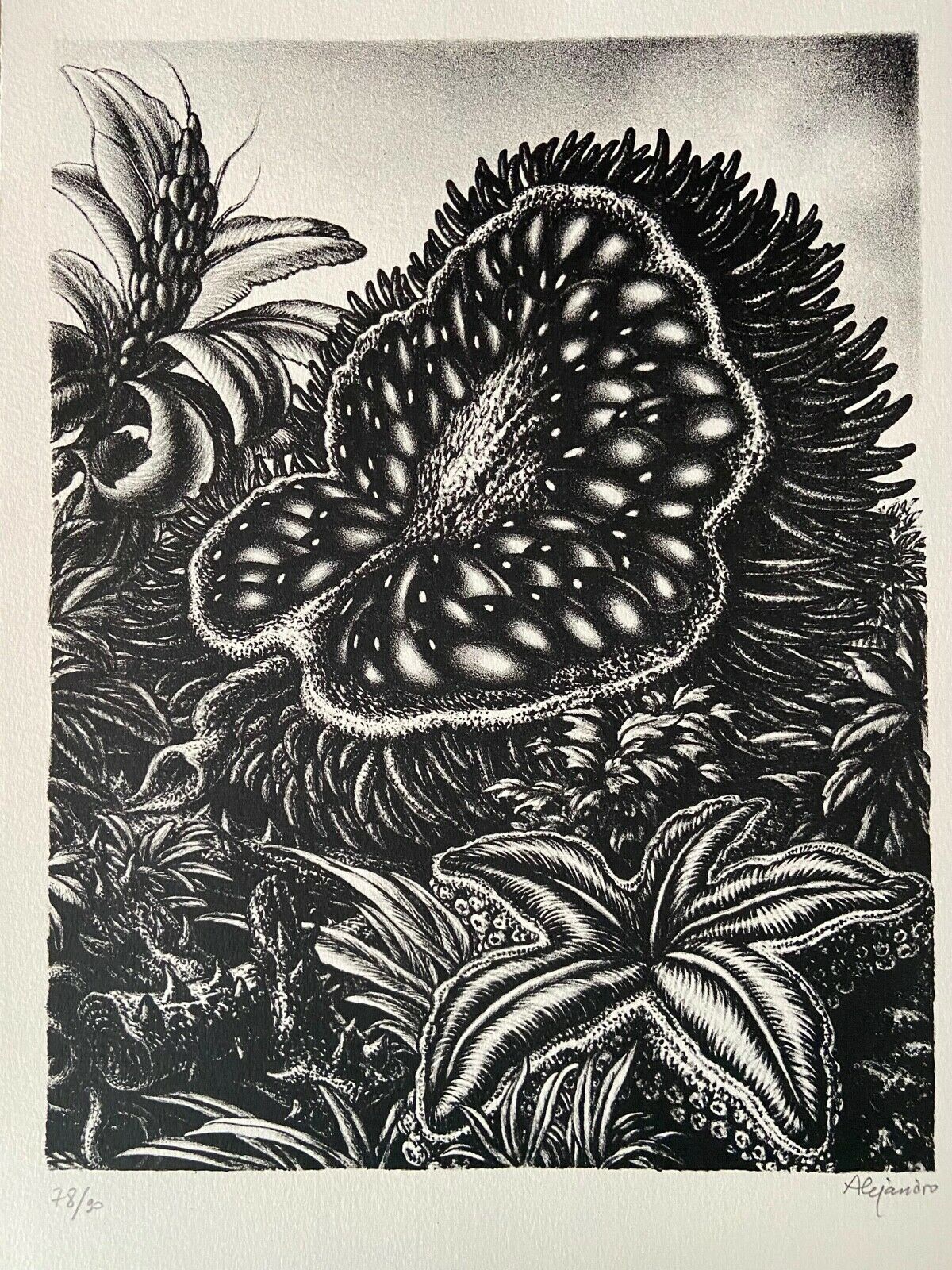 A black and white drawing of a flower in the jungle.