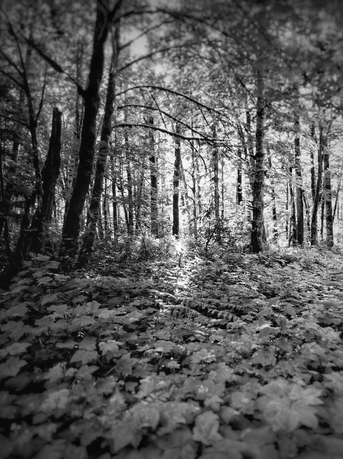 Artwork by Joseph Gregory Rossano, Bedal, Made of Archival Inkjet Print 