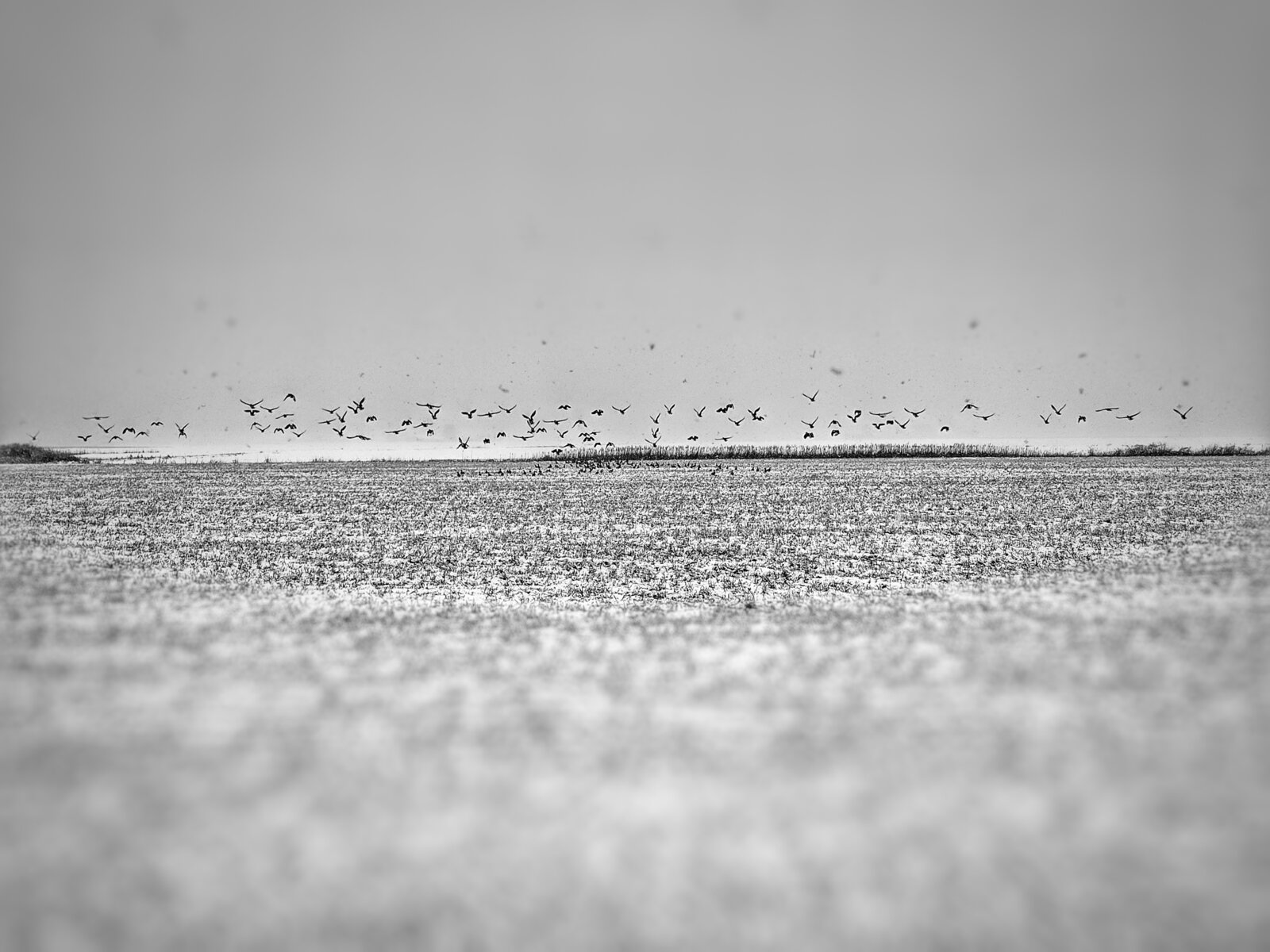 A monochrome landscape captures a flock of birds taking flight over a textured field.