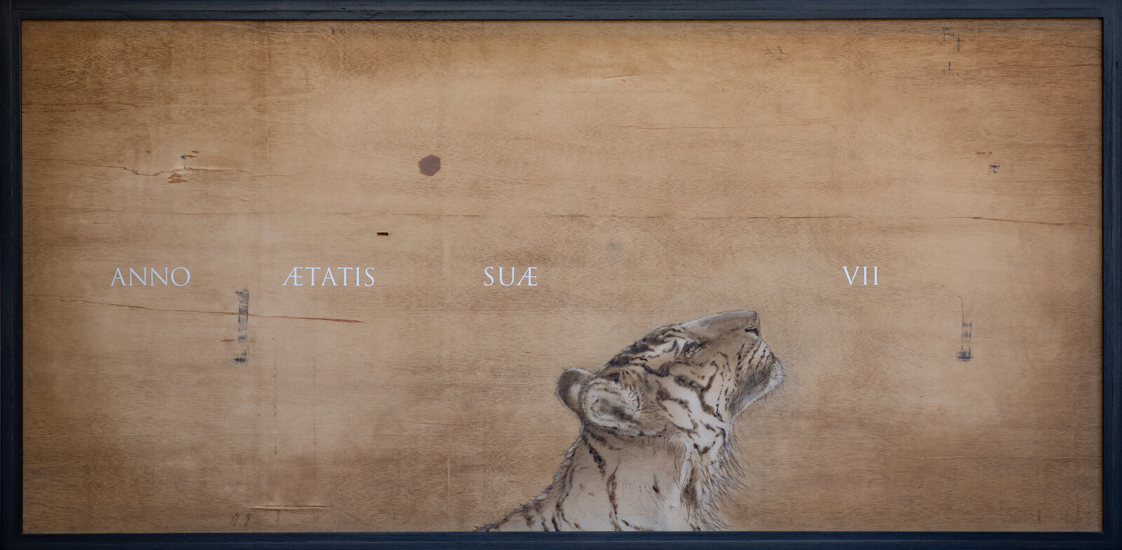 Panthera Tigris Tigris