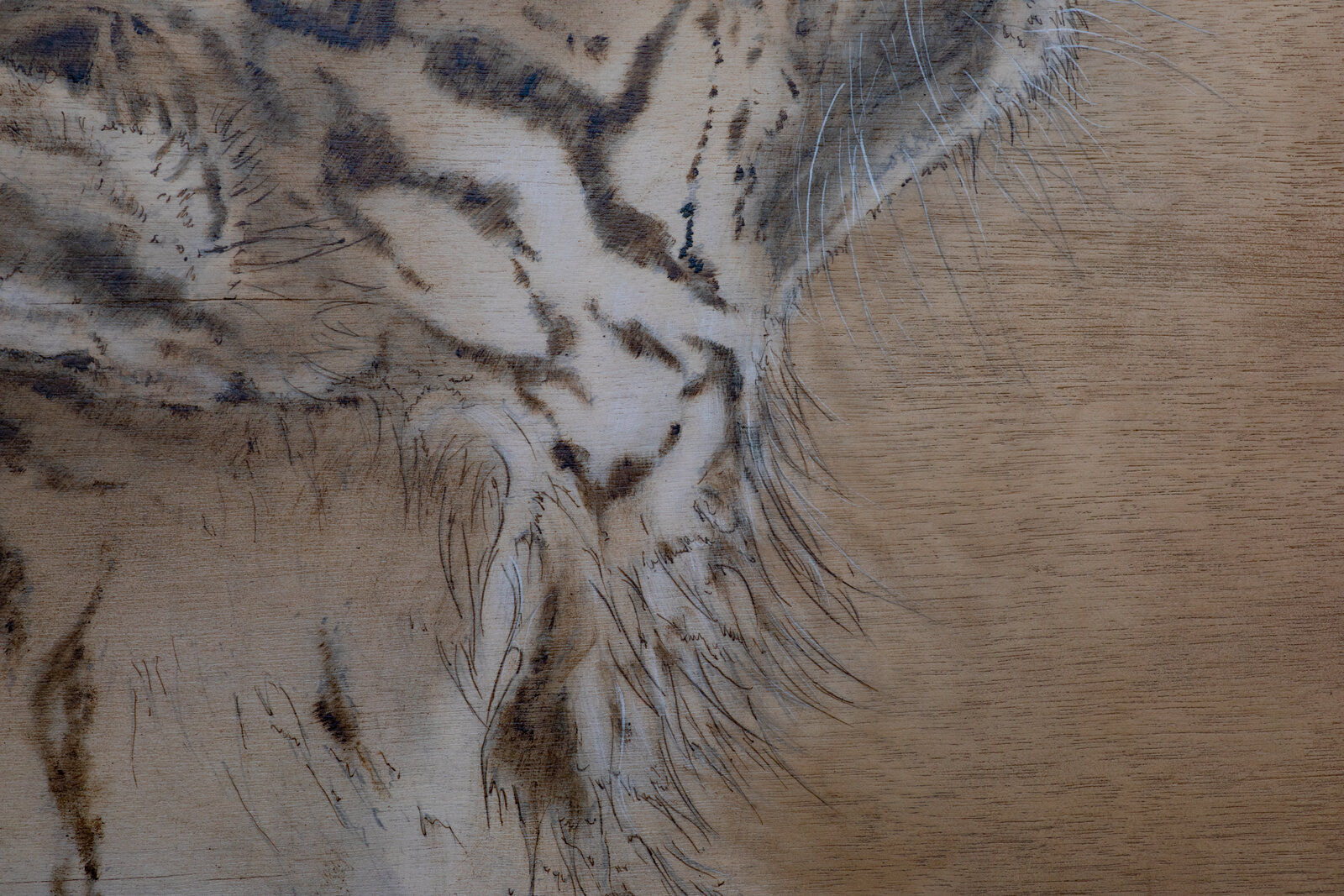 A white tiger head gazes upward against a textured wooden background with Latin text.