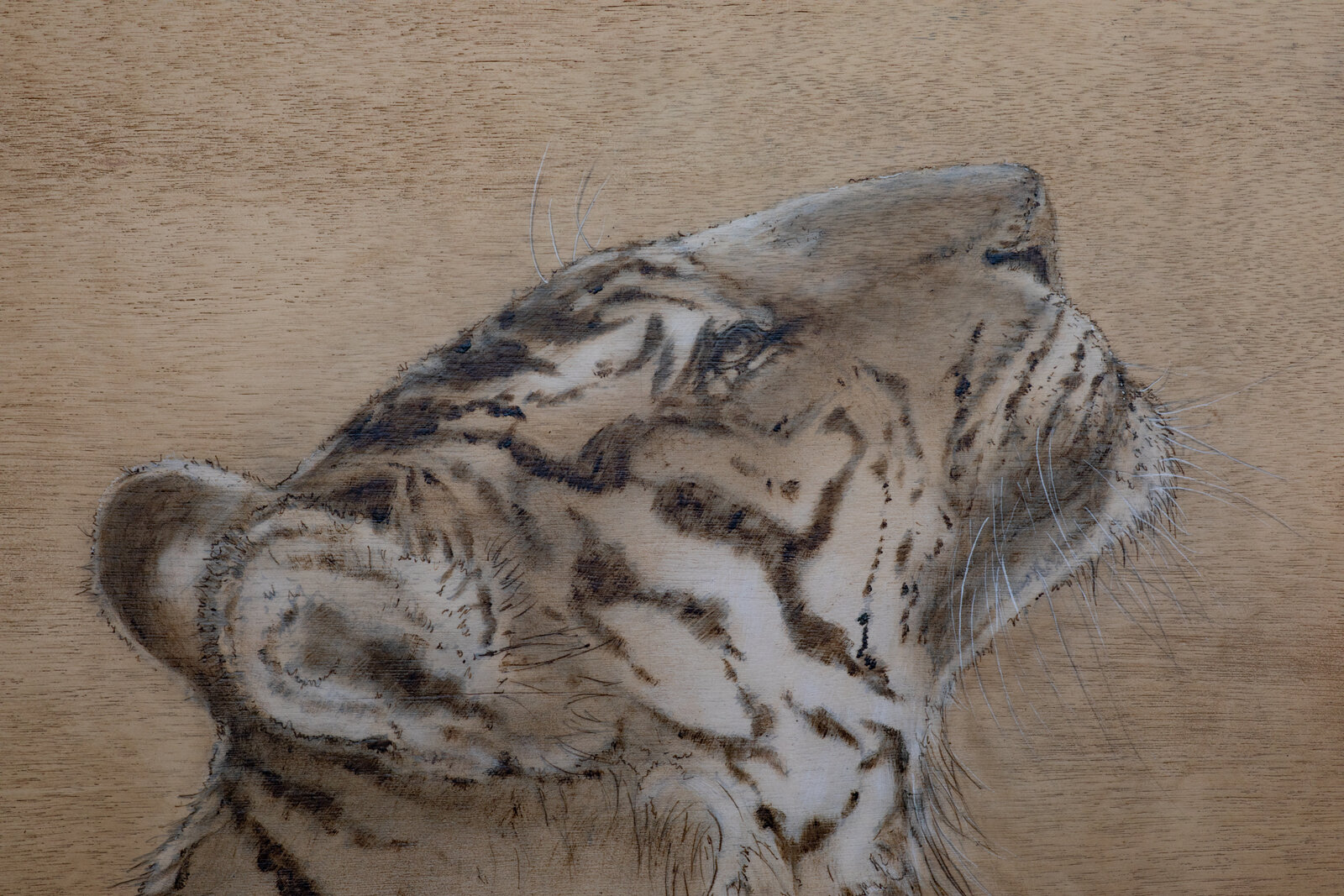 A white tiger head gazes upward against a textured wooden background with Latin text.
