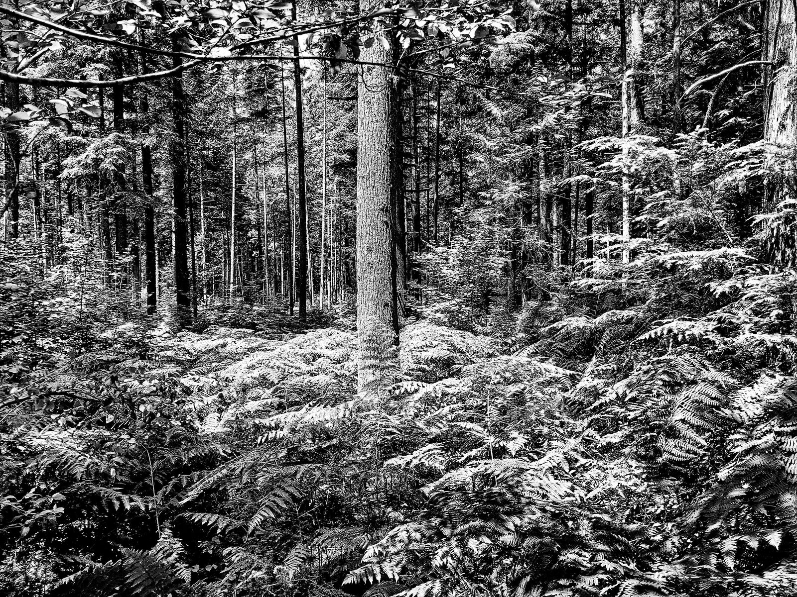 Stand Out by Joseph Gregory Rossano, 2024