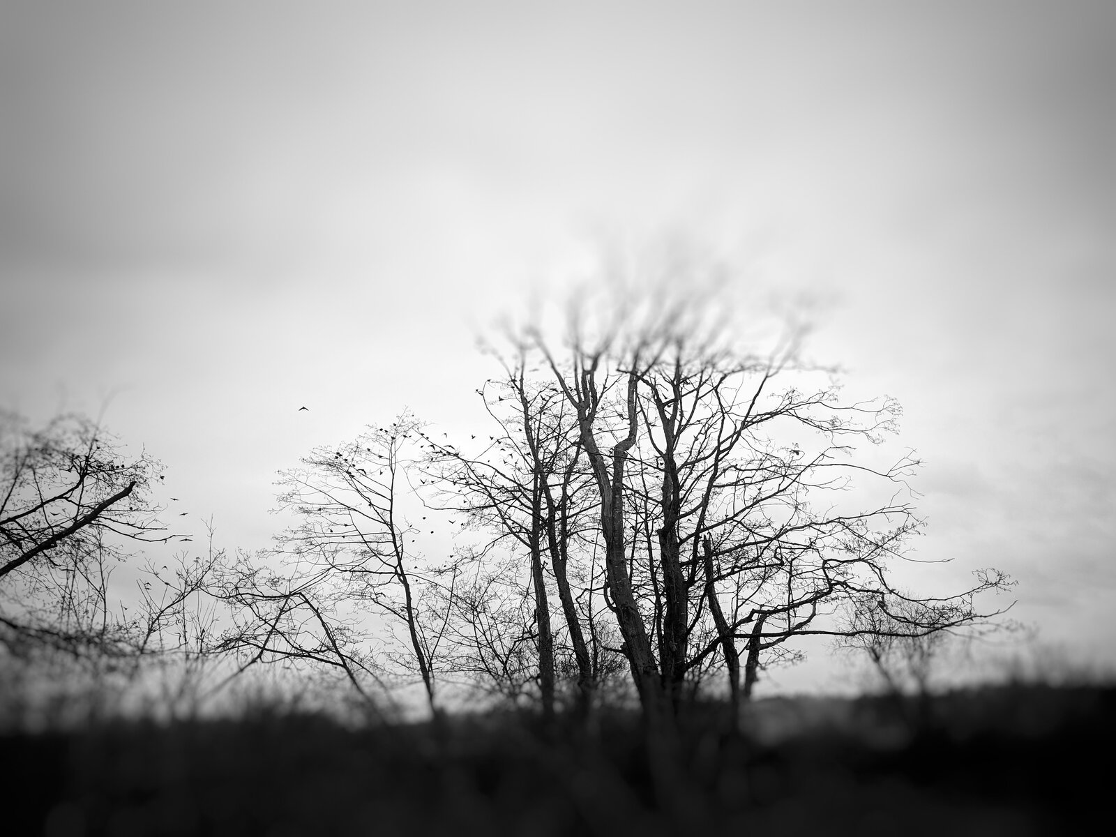 Starlings by Joseph Gregory Rossano, 2019