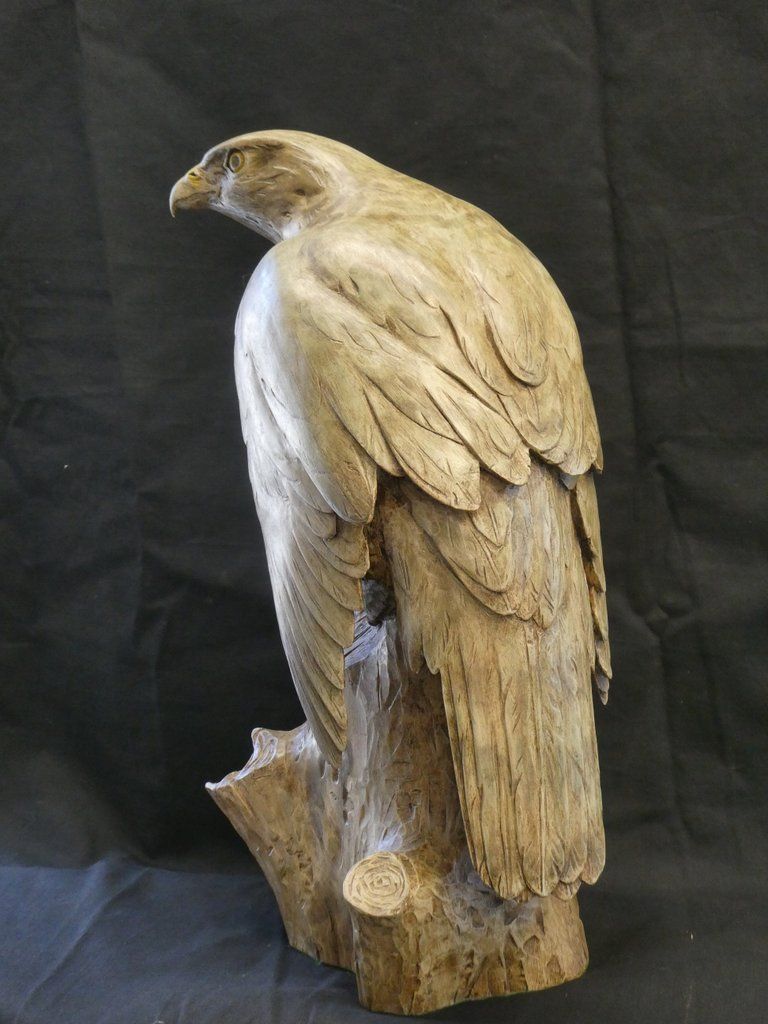 Goshawk by Julian Stanley, null