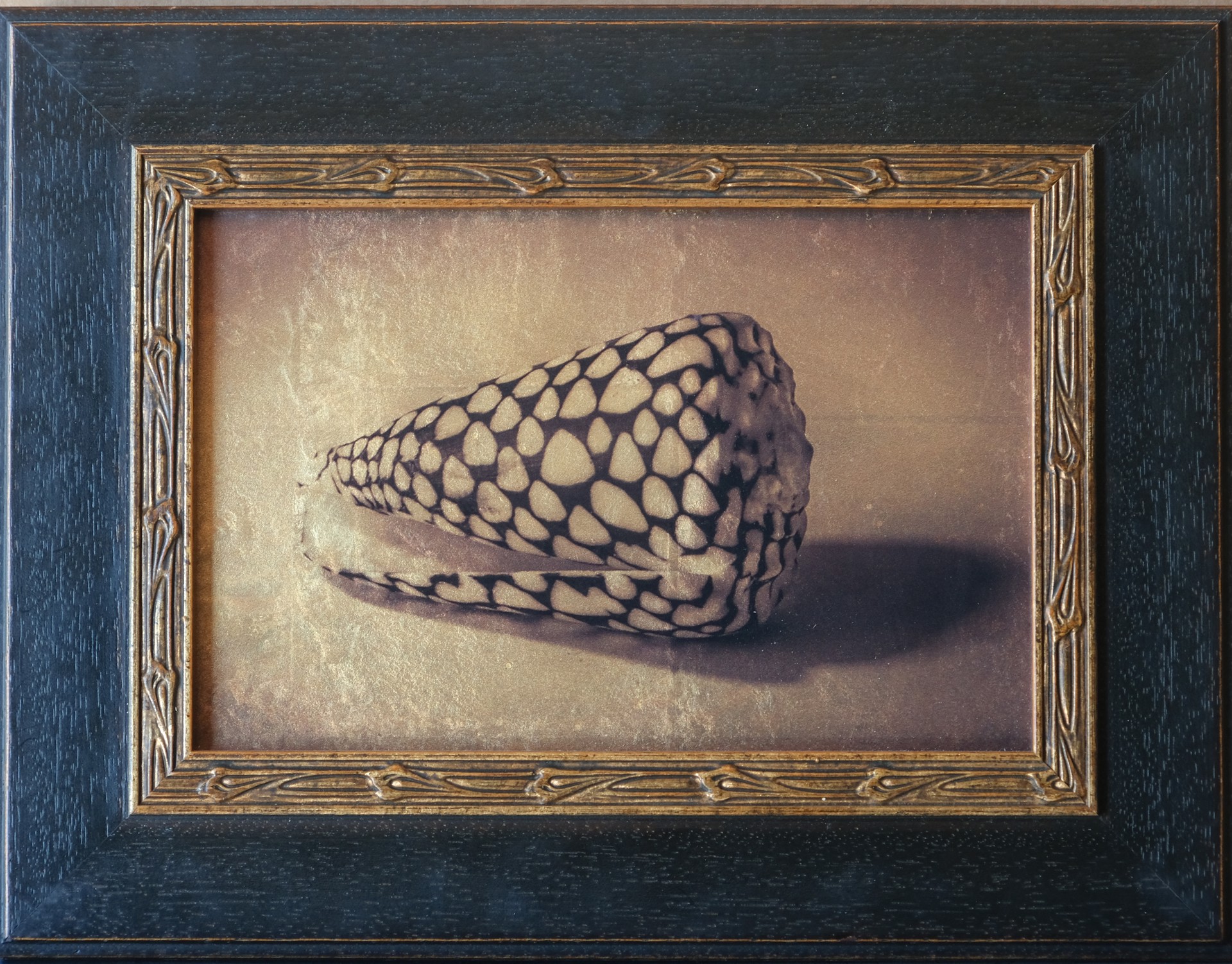 A framed photograph of a patterned conch shell resting on a textured surface.