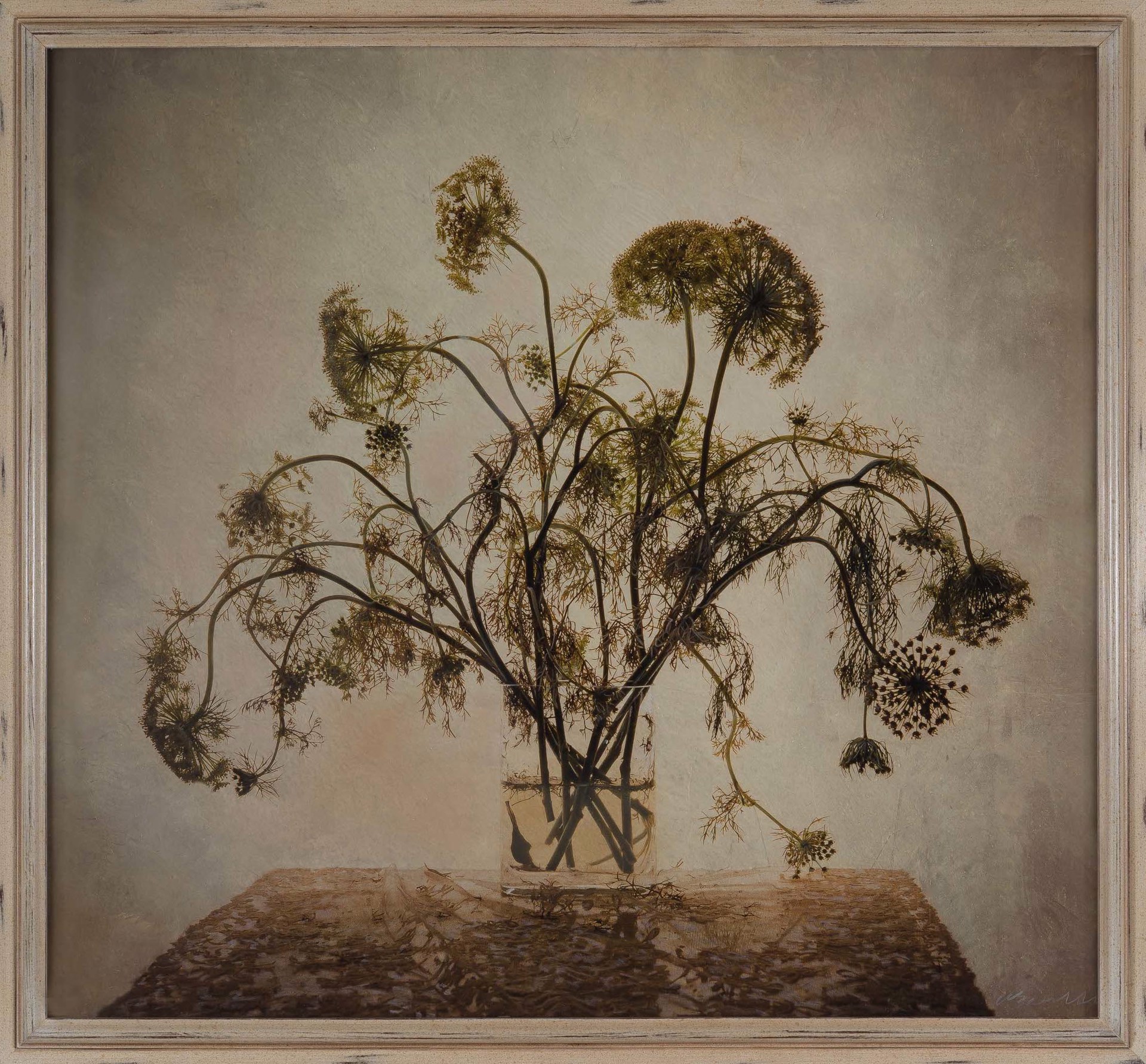 Queen Anne's Lace