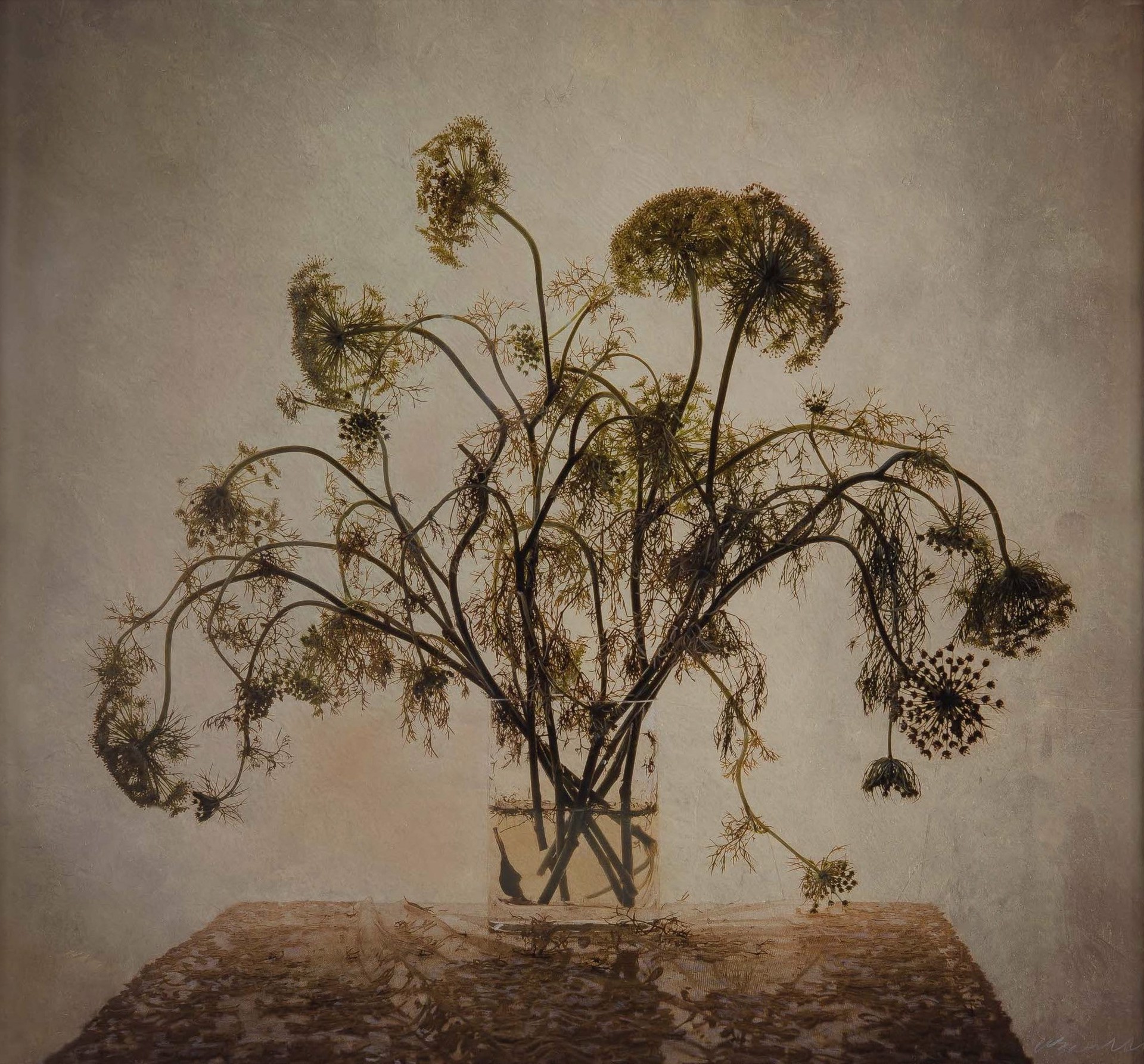 Queen Anne's Lace