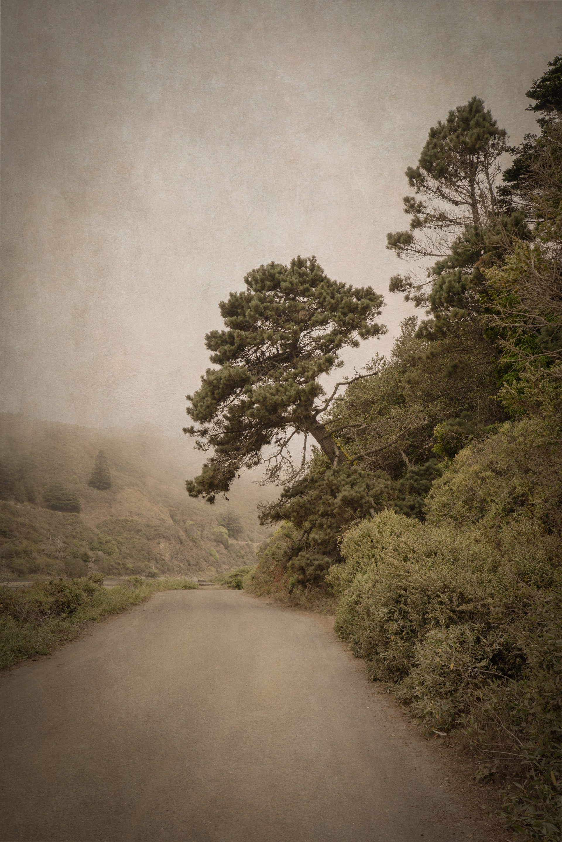 Tilted Tree , Mendocino, California by Kate Breakey, 2000