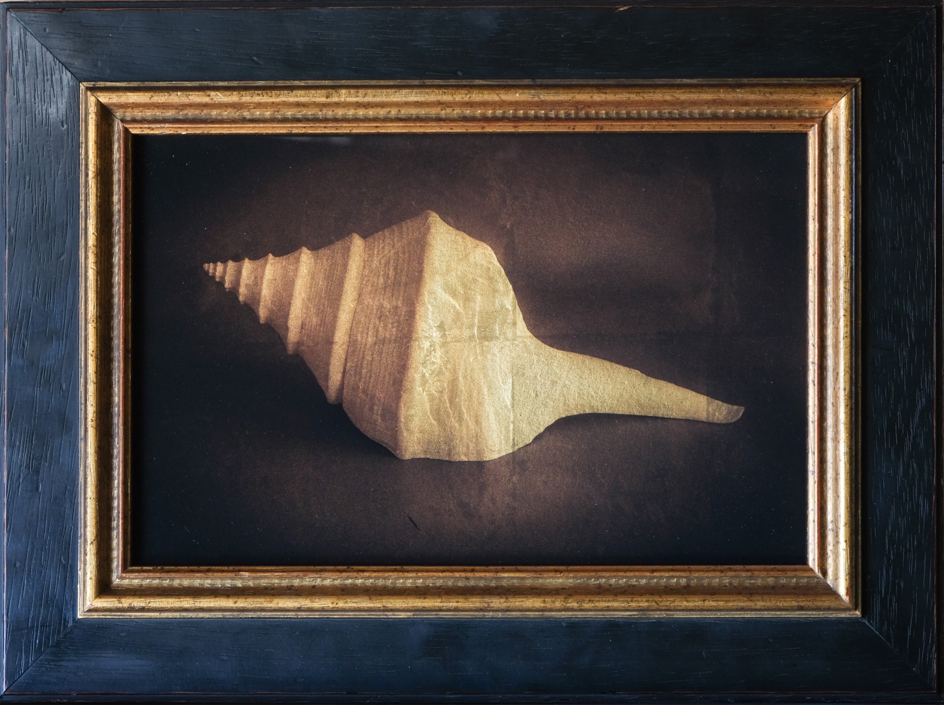 A picture of a shell in a black frame.