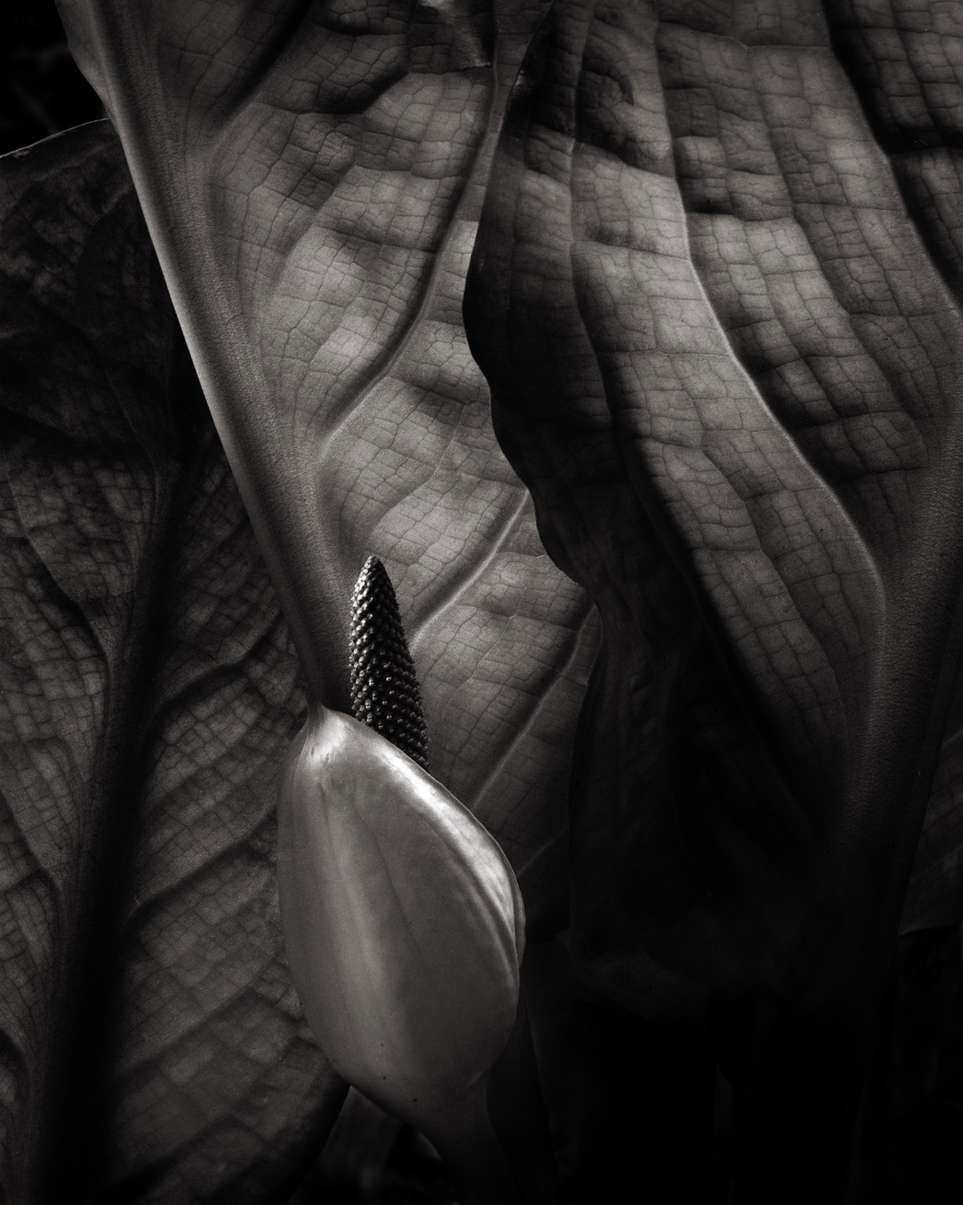 A black and white photo of a flower and leaves.