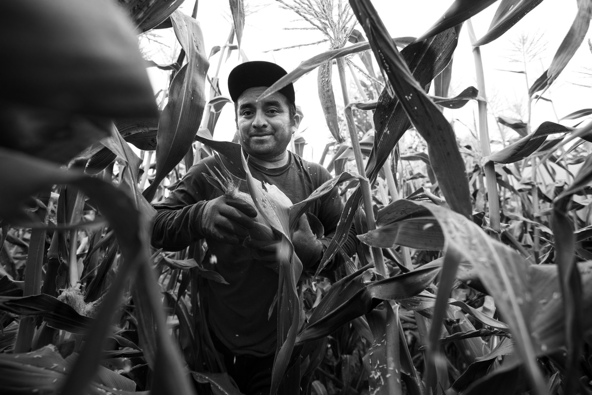 The Corn Picker by Kelly  James, 2025