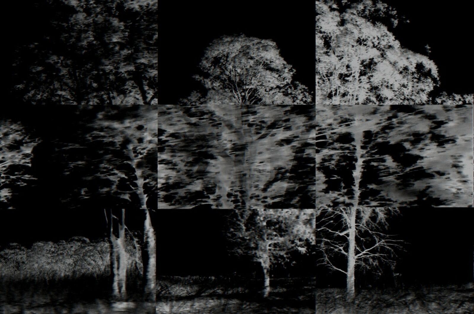 A black and white photo of trees in a field.