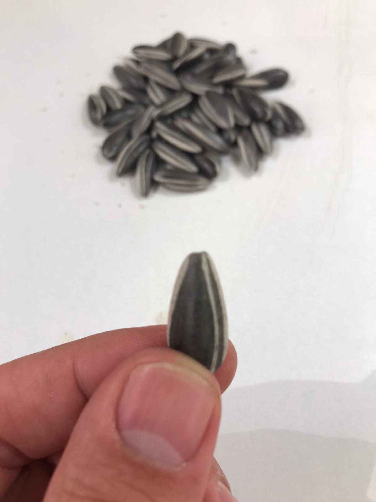 A top-down view of a pile of striped seeds on a white surface.