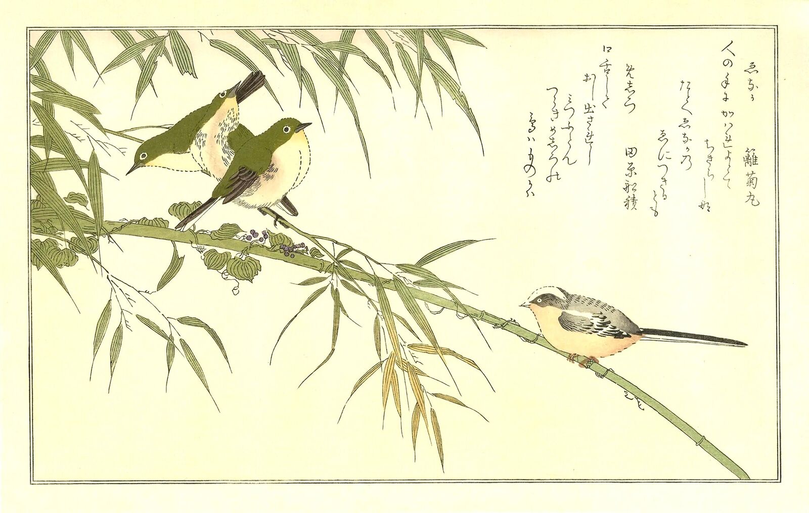 A couple of birds sitting on top of a tree branch.