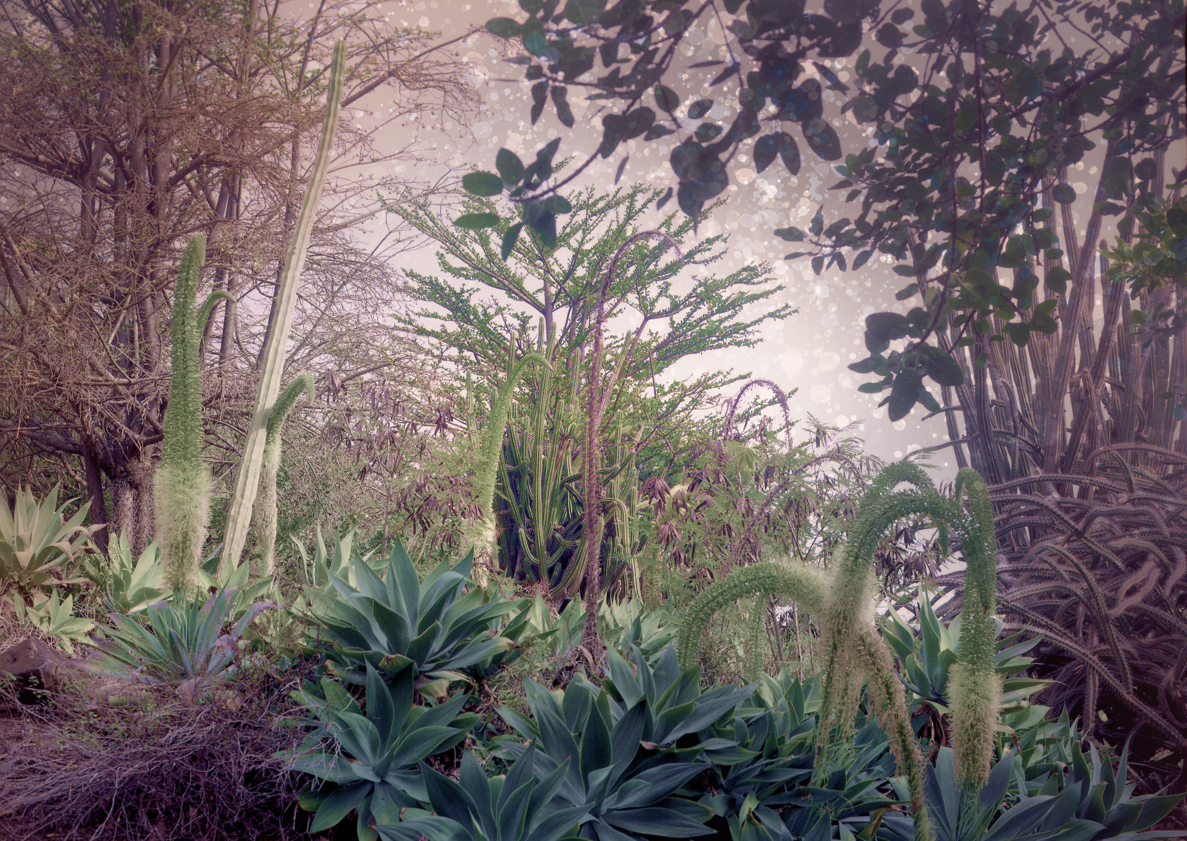 Megaflora by Kristina Chan, 2023