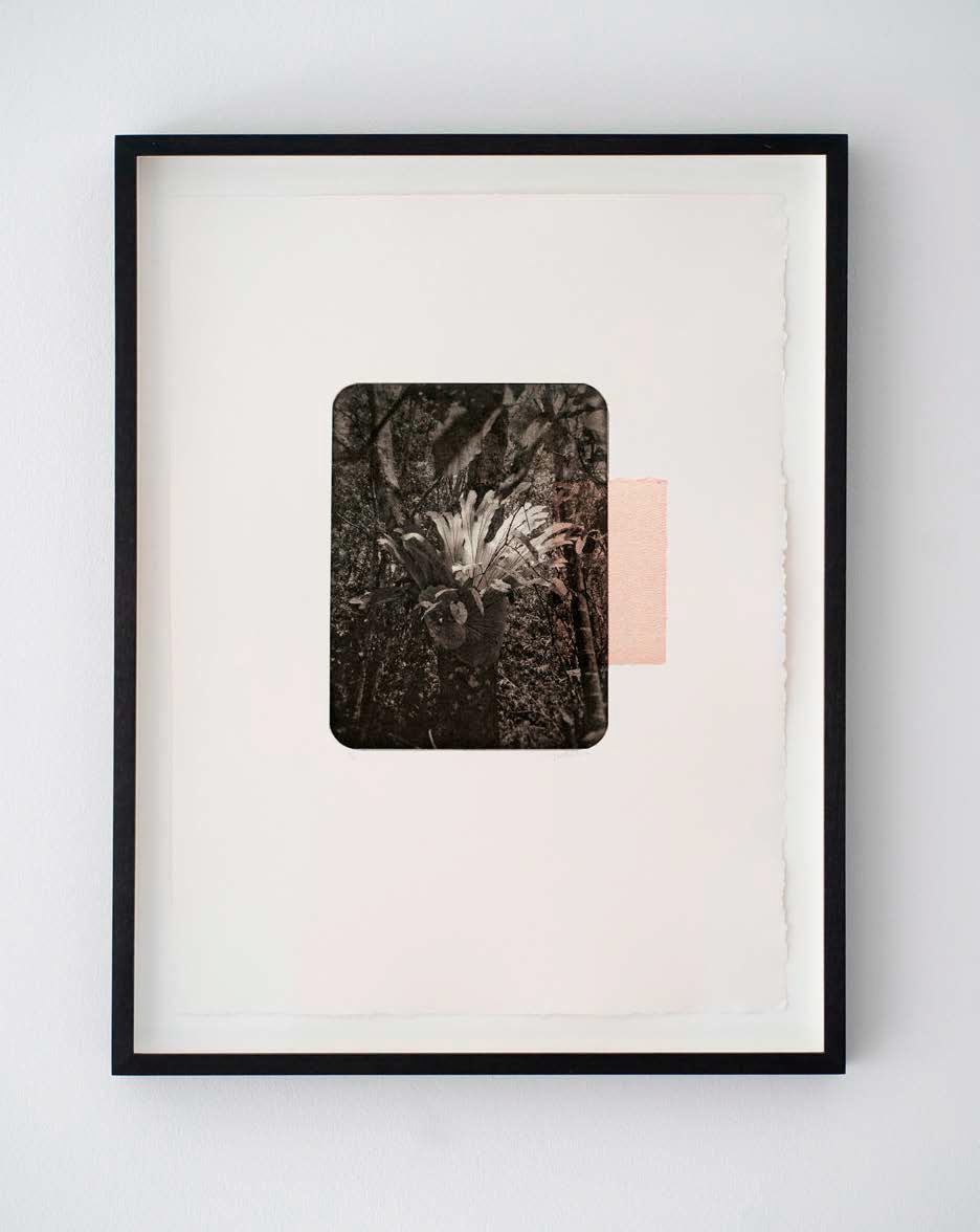 Stag Fern by Kristina Chan, 2020