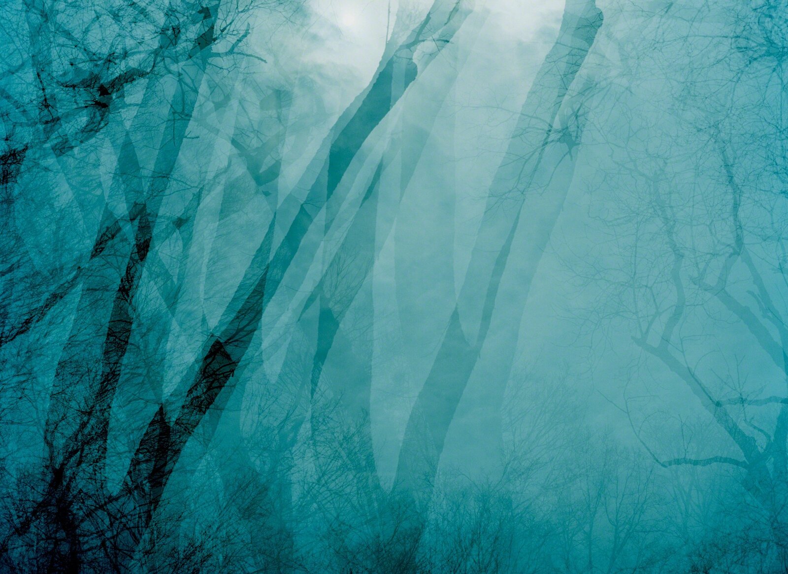 Transitory Space, Brooklyn, Prospect Park Double Tree 6 by Leah Oates, 2012-2014