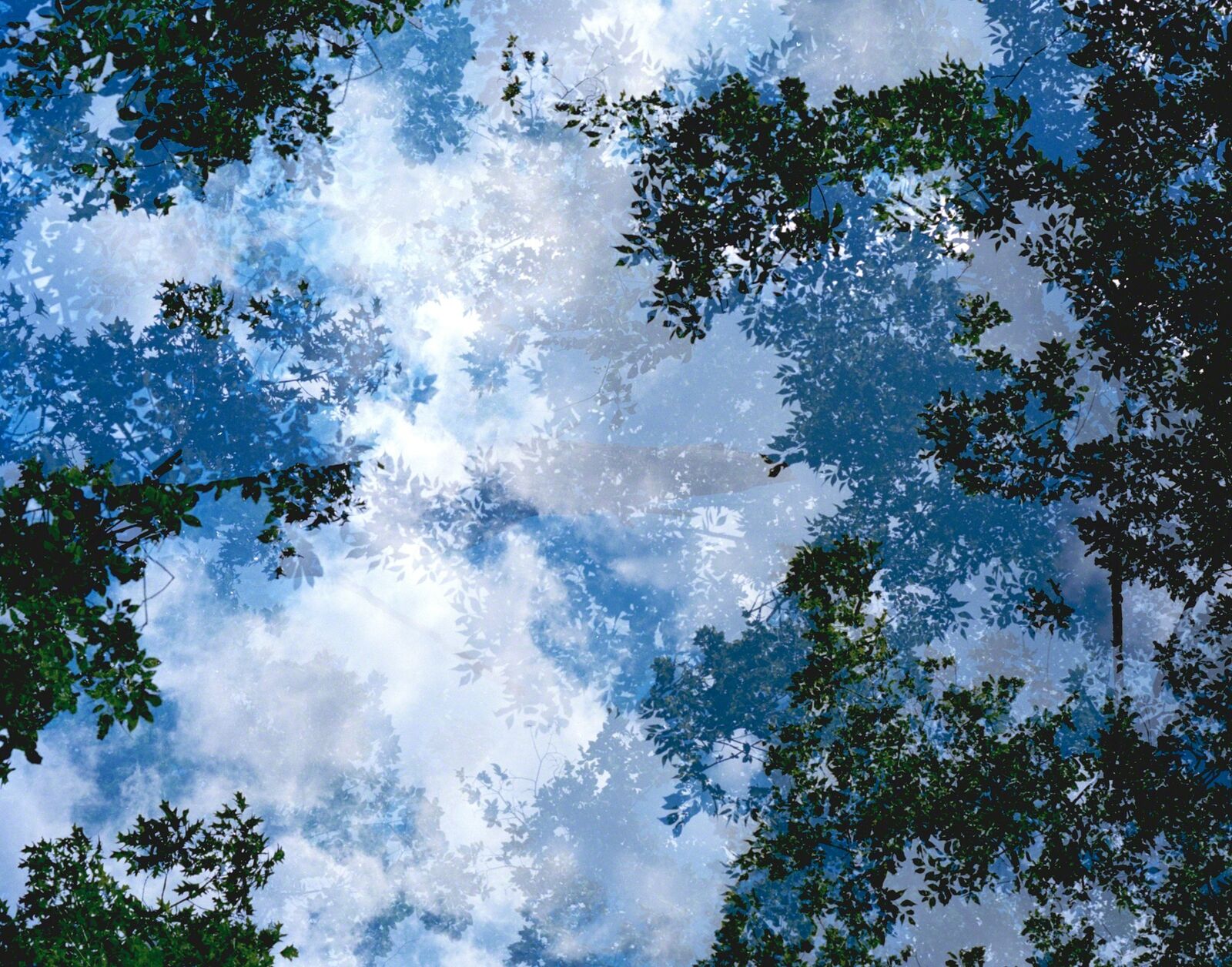A layered double exposure of tree branches against a cloudy sky.
