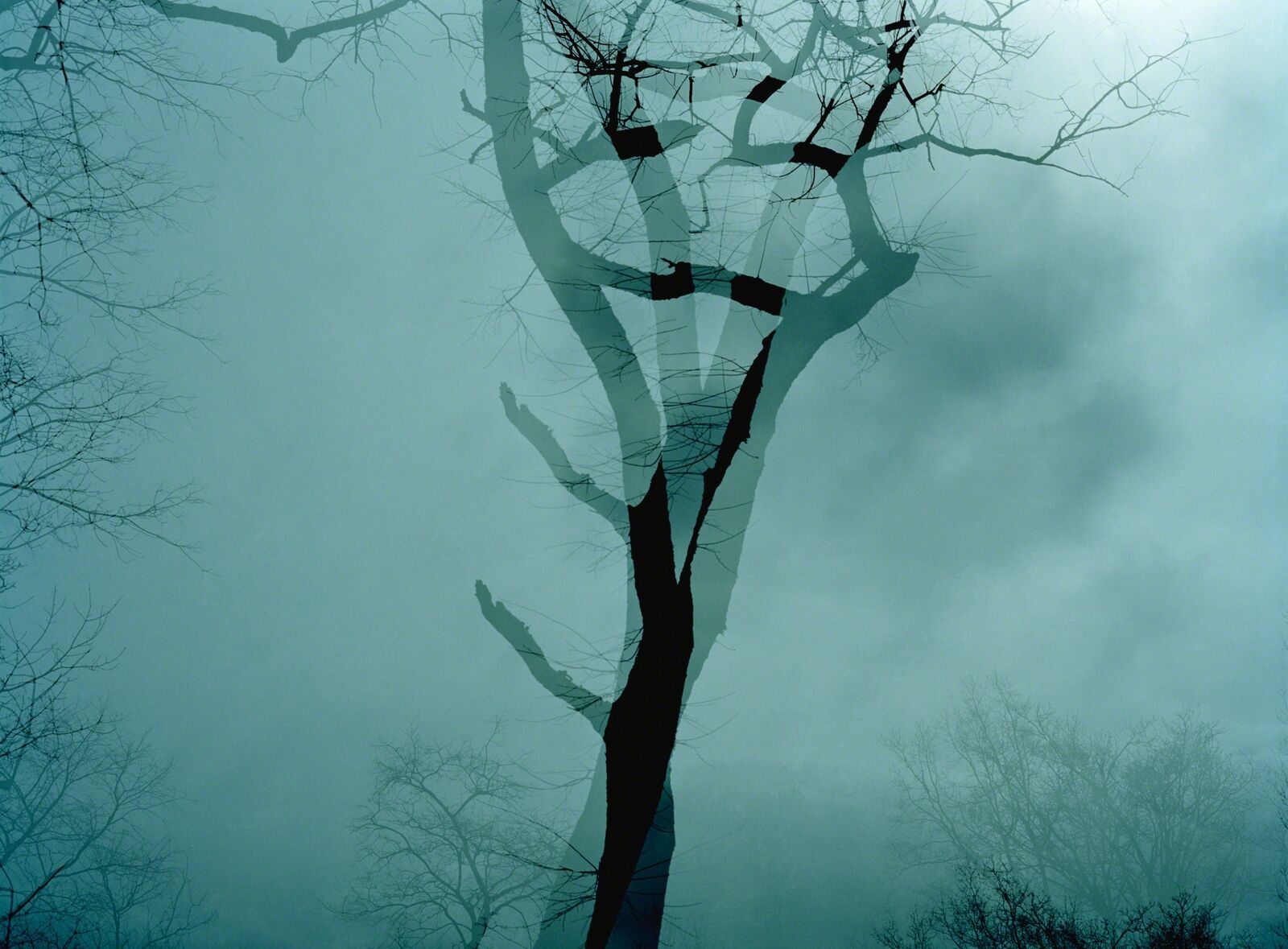 A moody, double-exposure image of a bare tree against a misty sky.