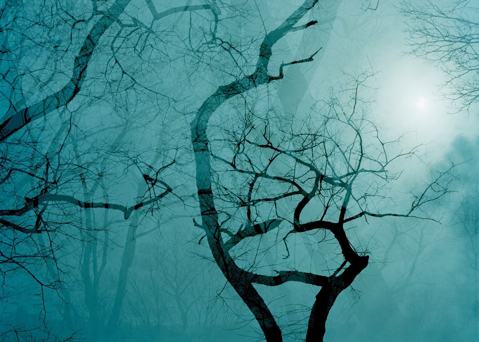 A moody, layered forest scene where dark tree silhouettes emerge from a teal mist under a bright light source.