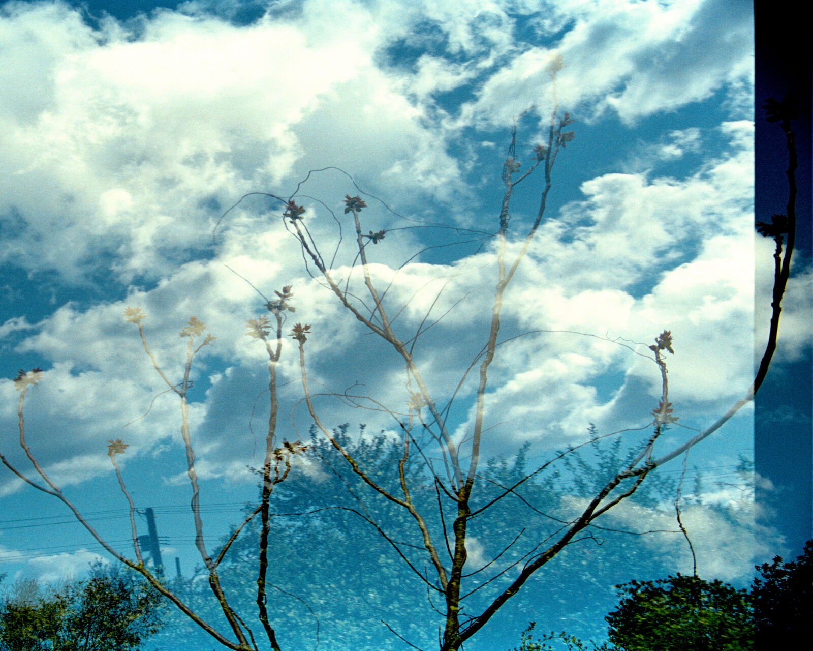 A layered photograph of tree branches against a cloudy blue sky.