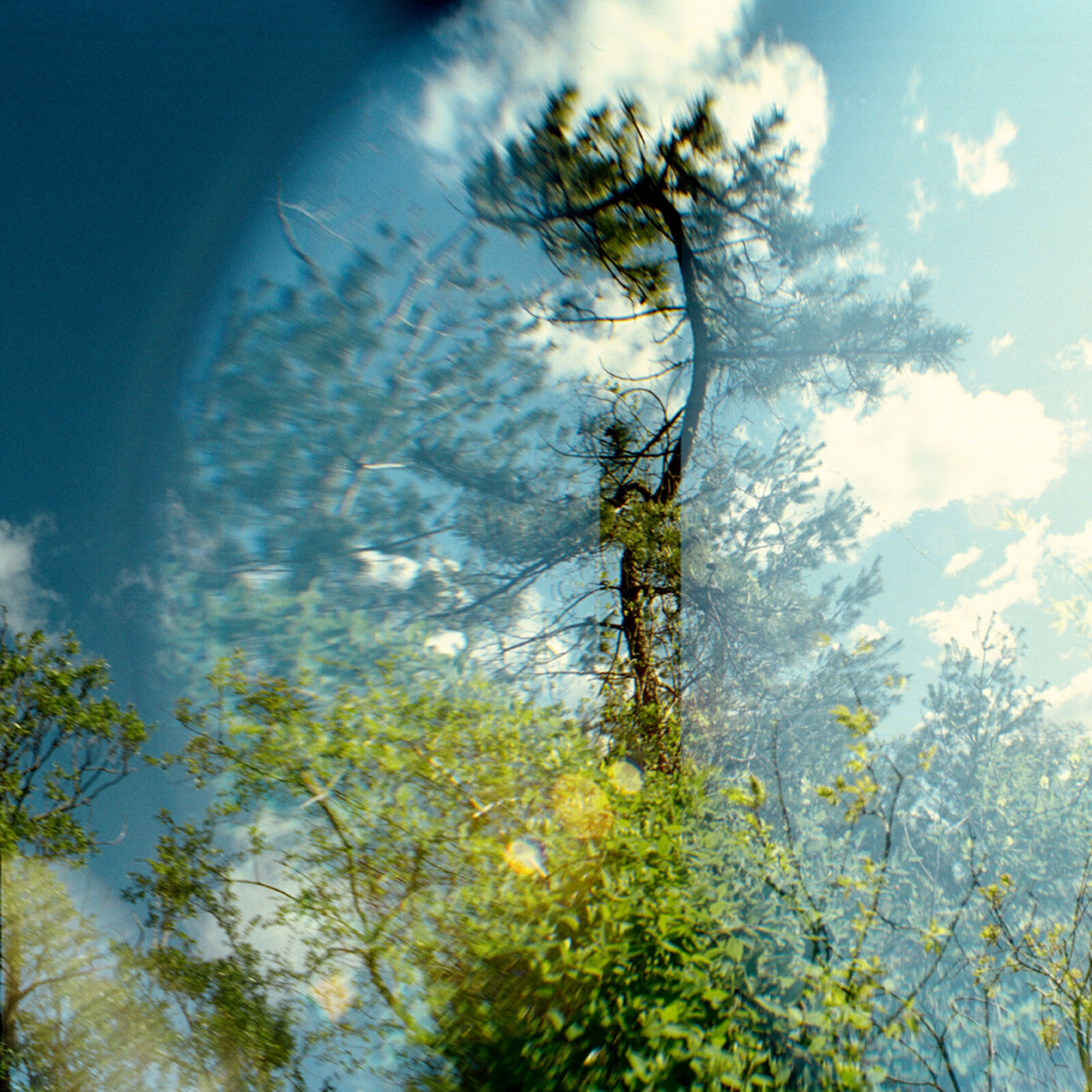 A dreamlike forest scene where a tall pine tree merges with its reflection in water, creating an ethereal double-exposure effect.