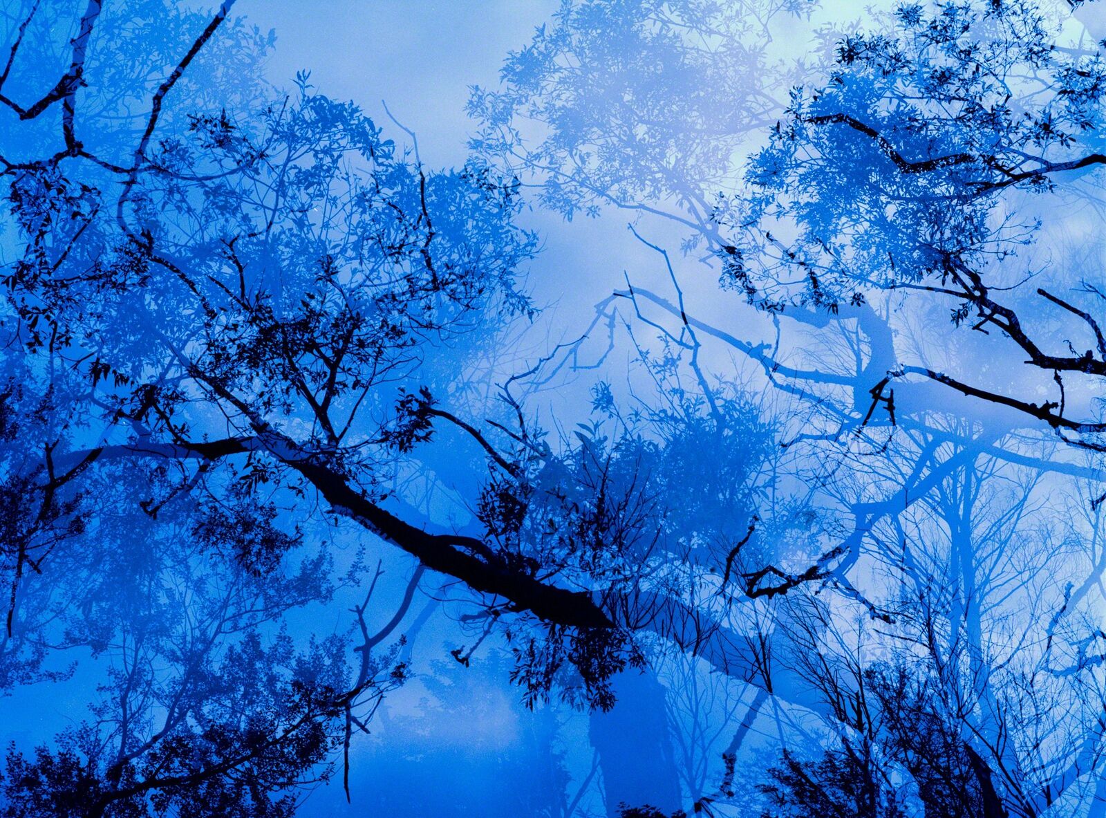 A surreal double-exposure image of a forest canopy in deep blue tones.