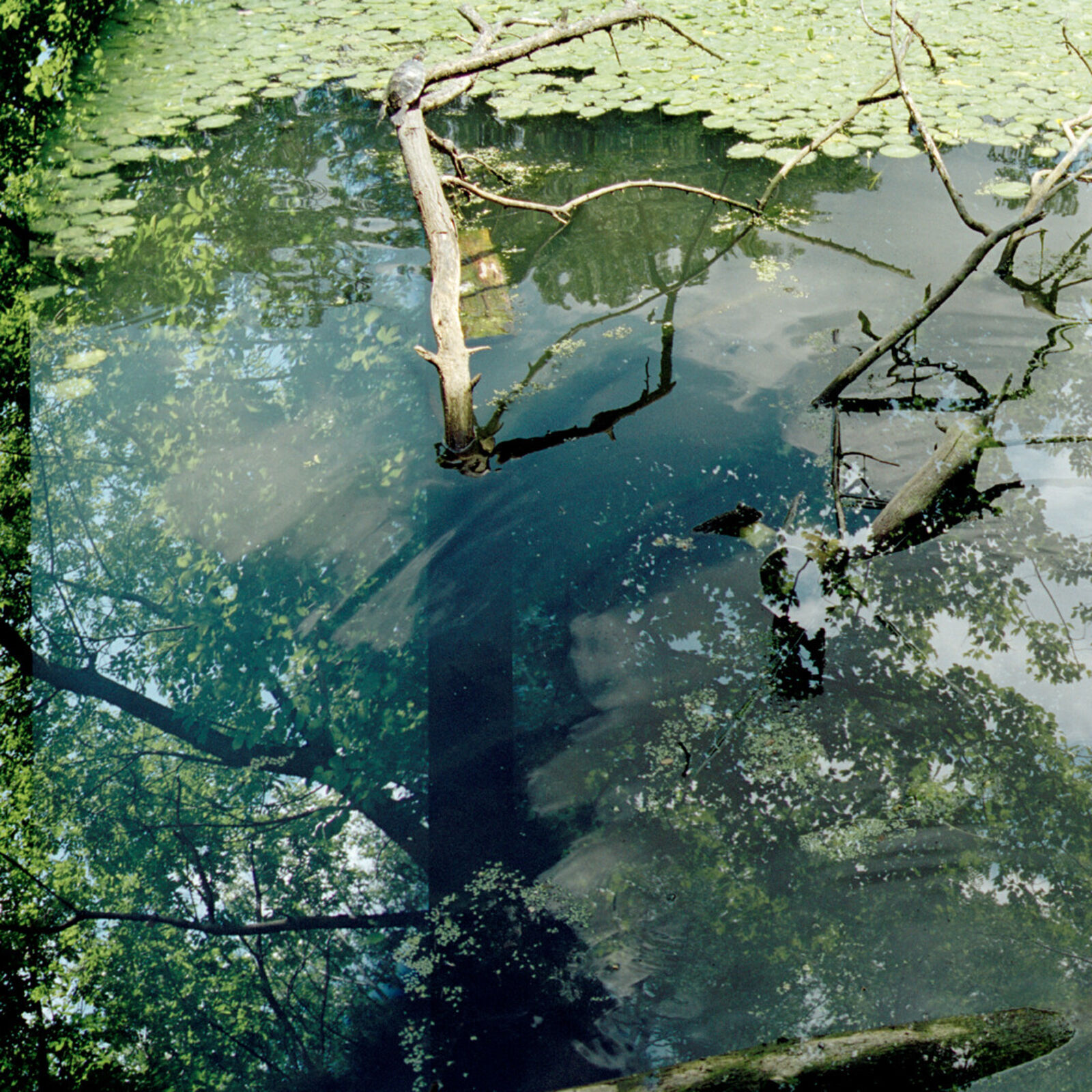 A serene water surface reflects a dense canopy of trees and floating branches.