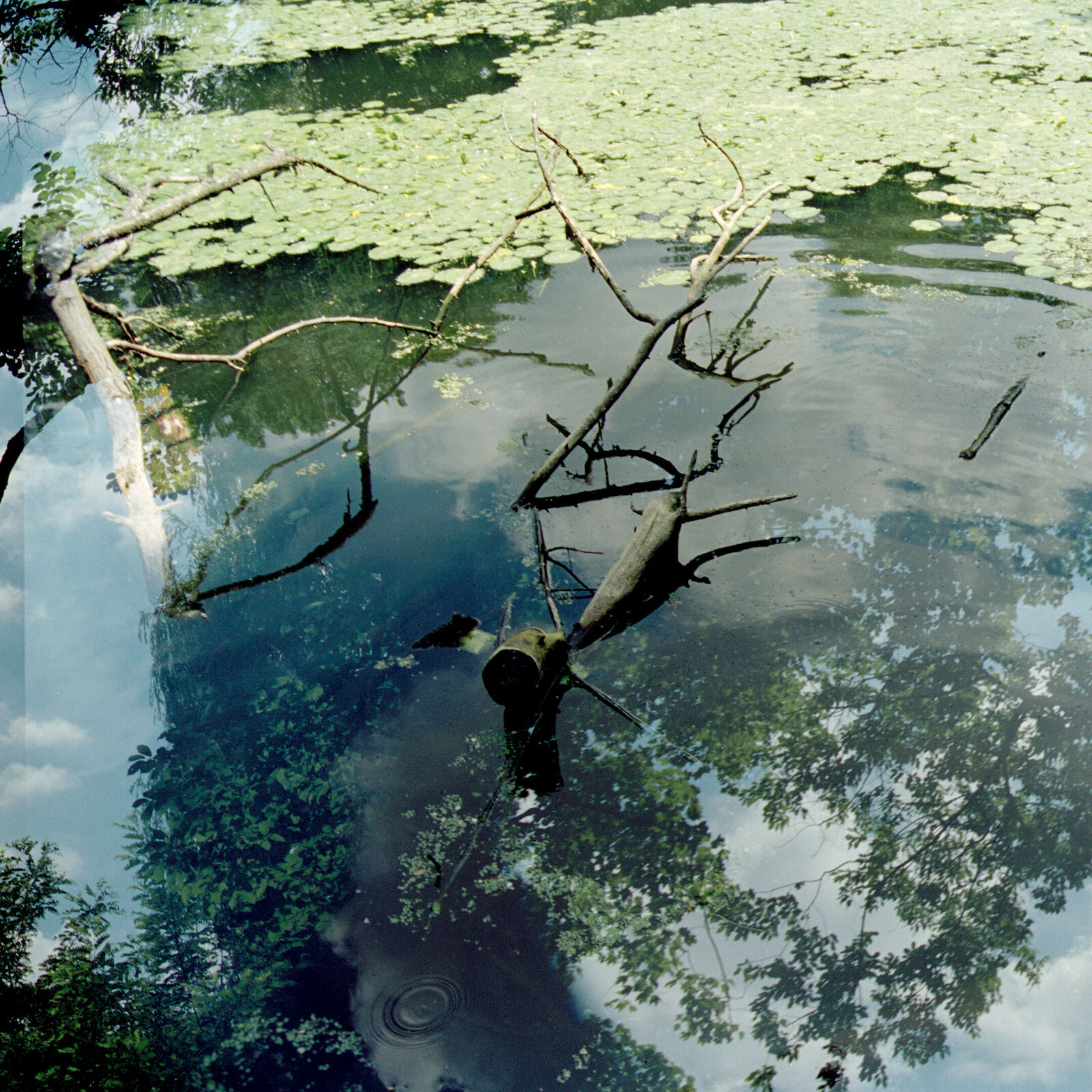 A serene water surface reflects a canopy of trees and floating green lily pads.