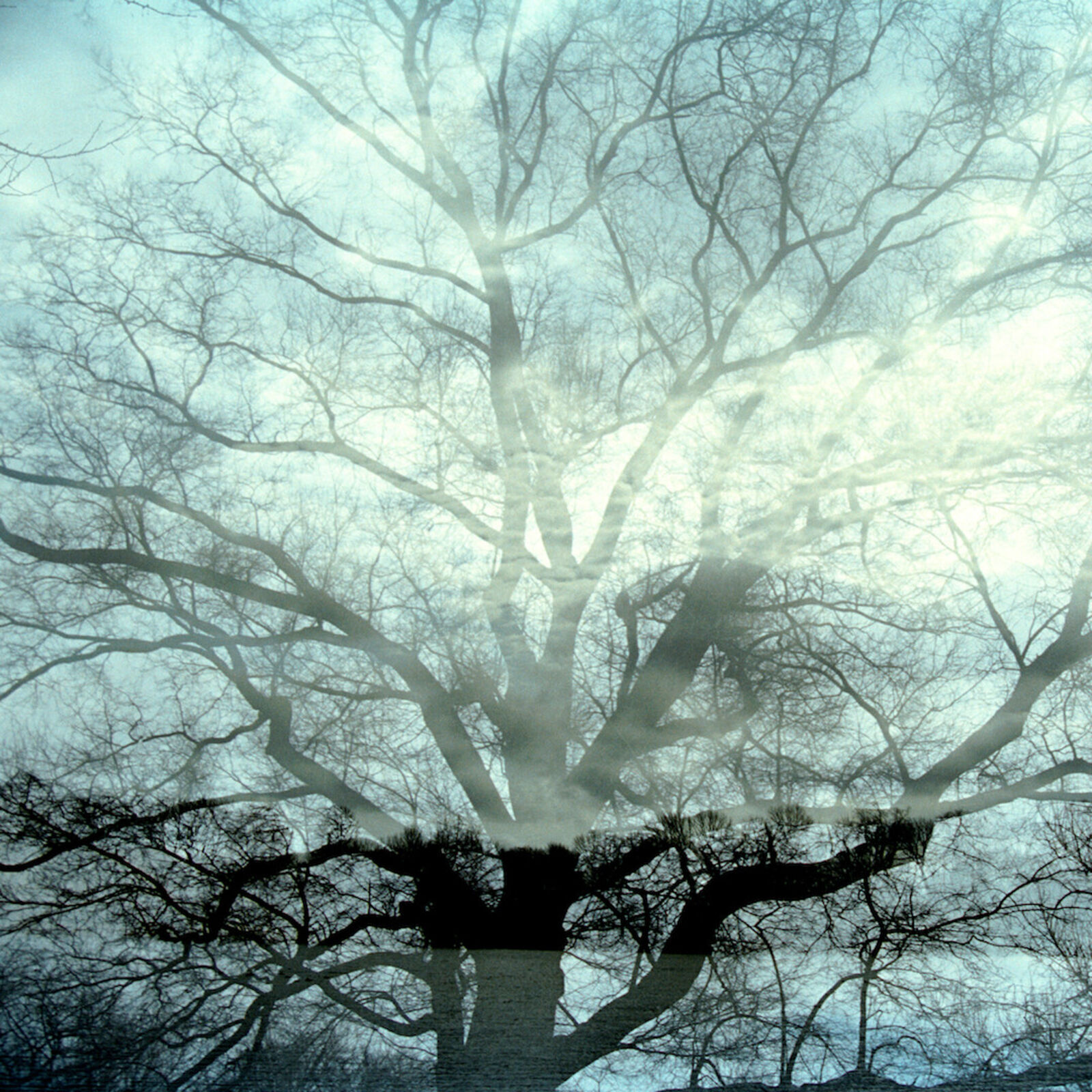 "A double-exposure photograph of a sprawling tree against a misty sky, blending dark silhouettes with ethereal light."