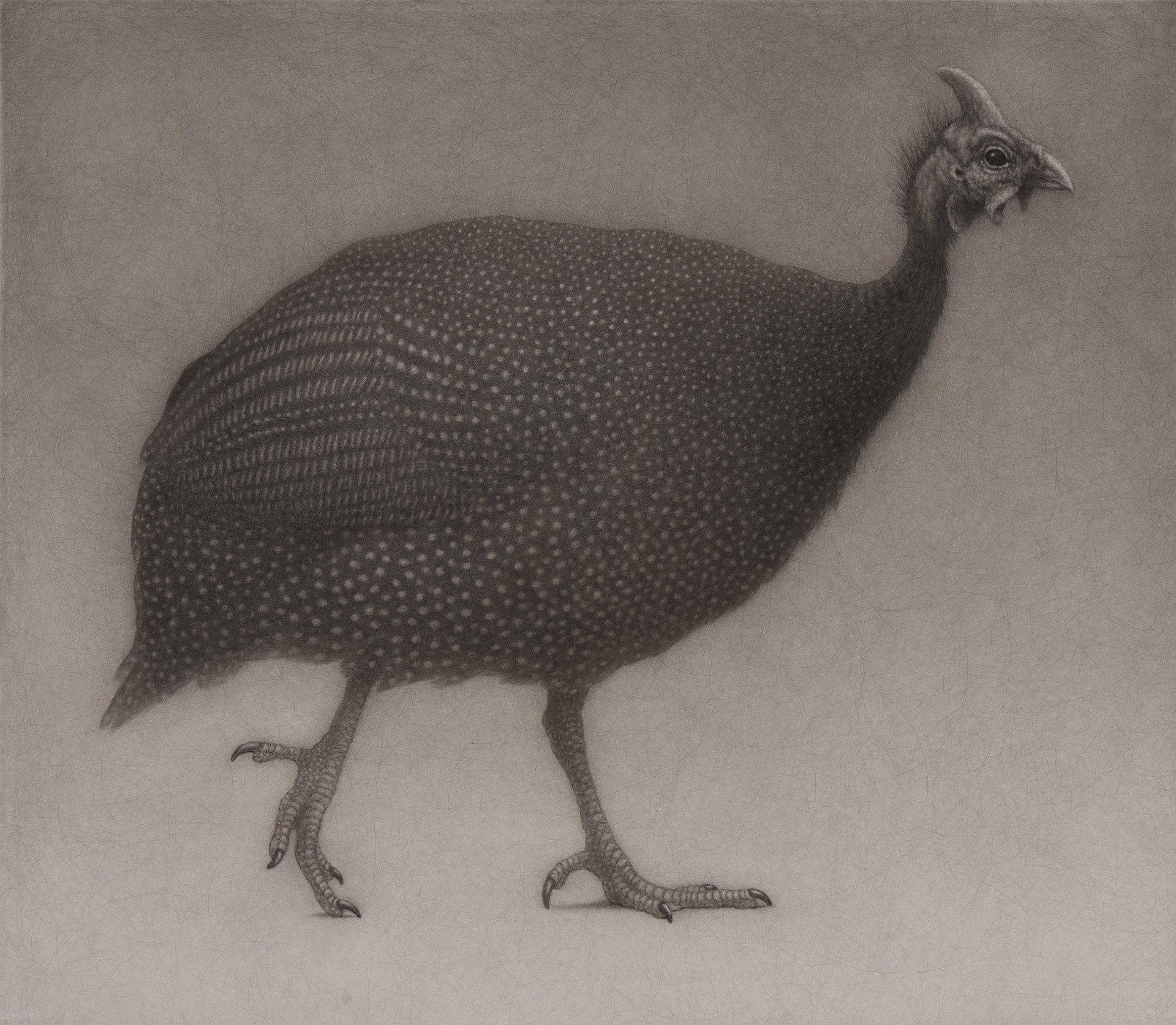 A drawing of a guinea fowl standing on a white surface.