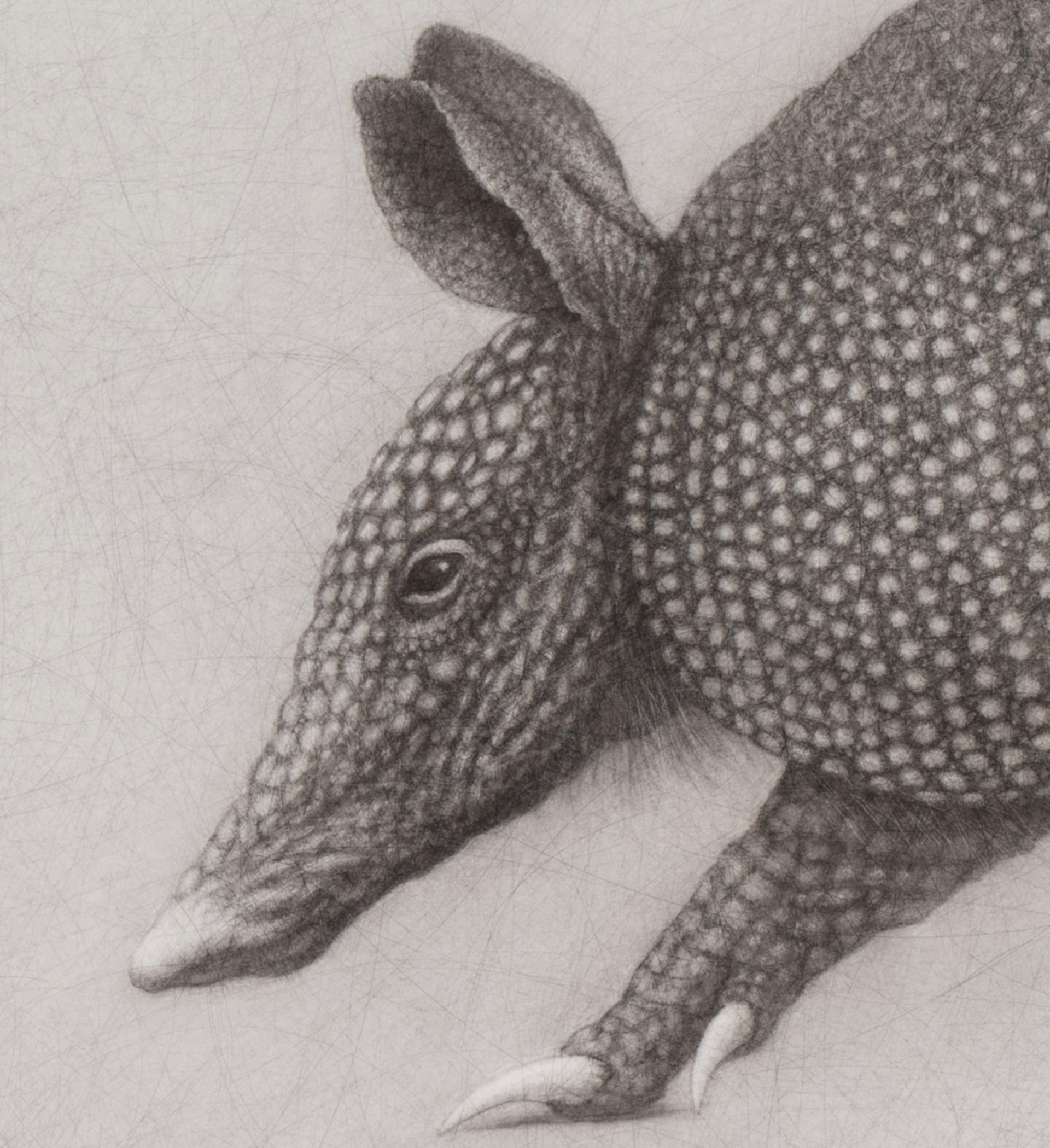 A hyper-realistic pencil drawing of an armadillo in motion.
