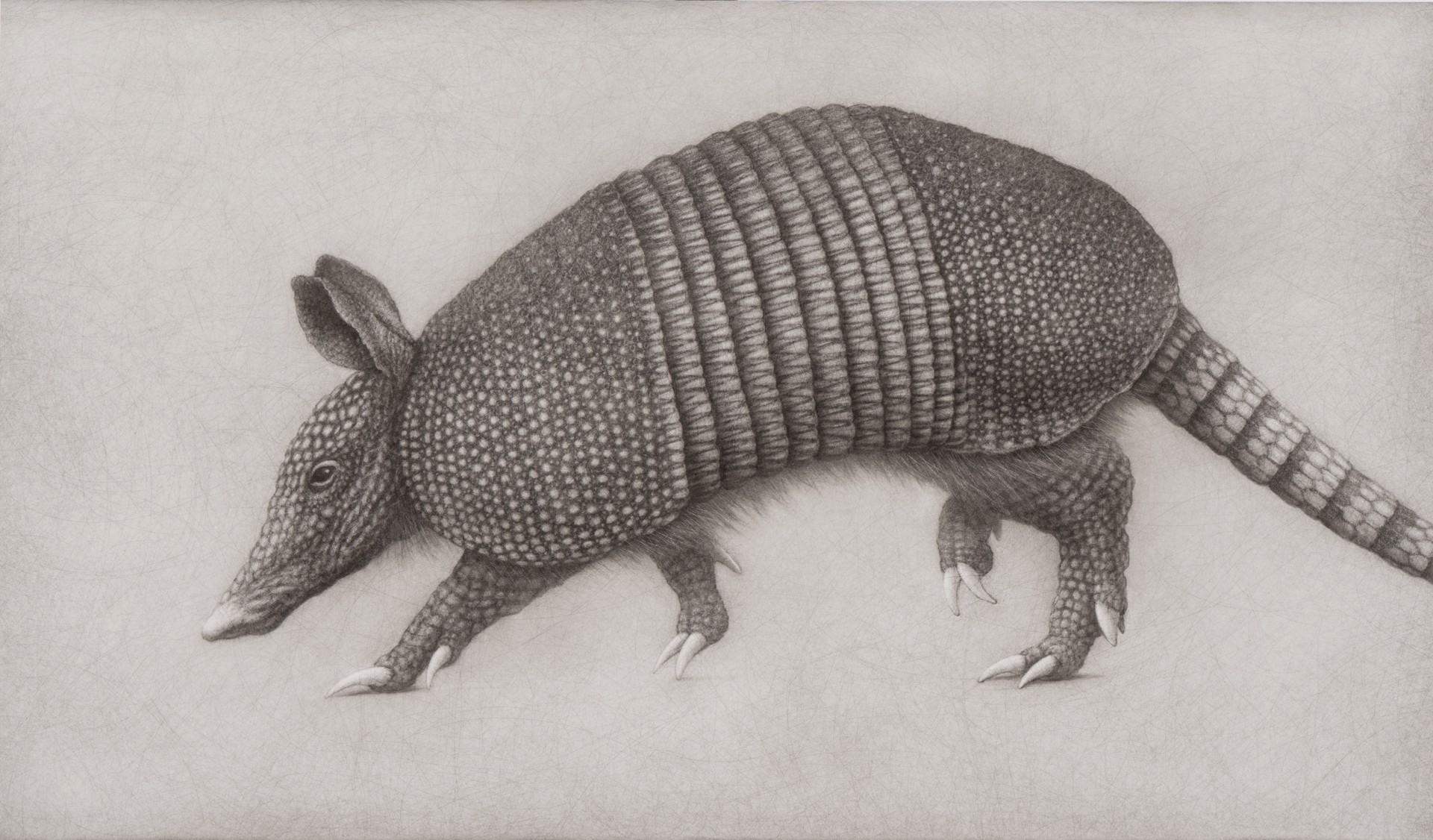 A hyper-realistic pencil drawing of an armadillo in motion.