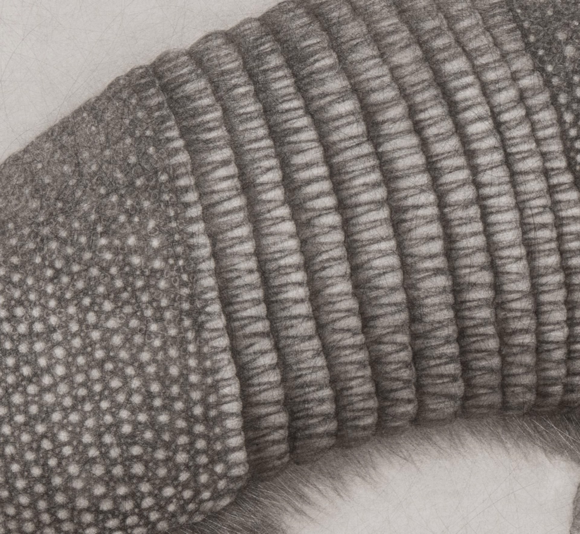A hyper-realistic pencil drawing of an armadillo in motion.