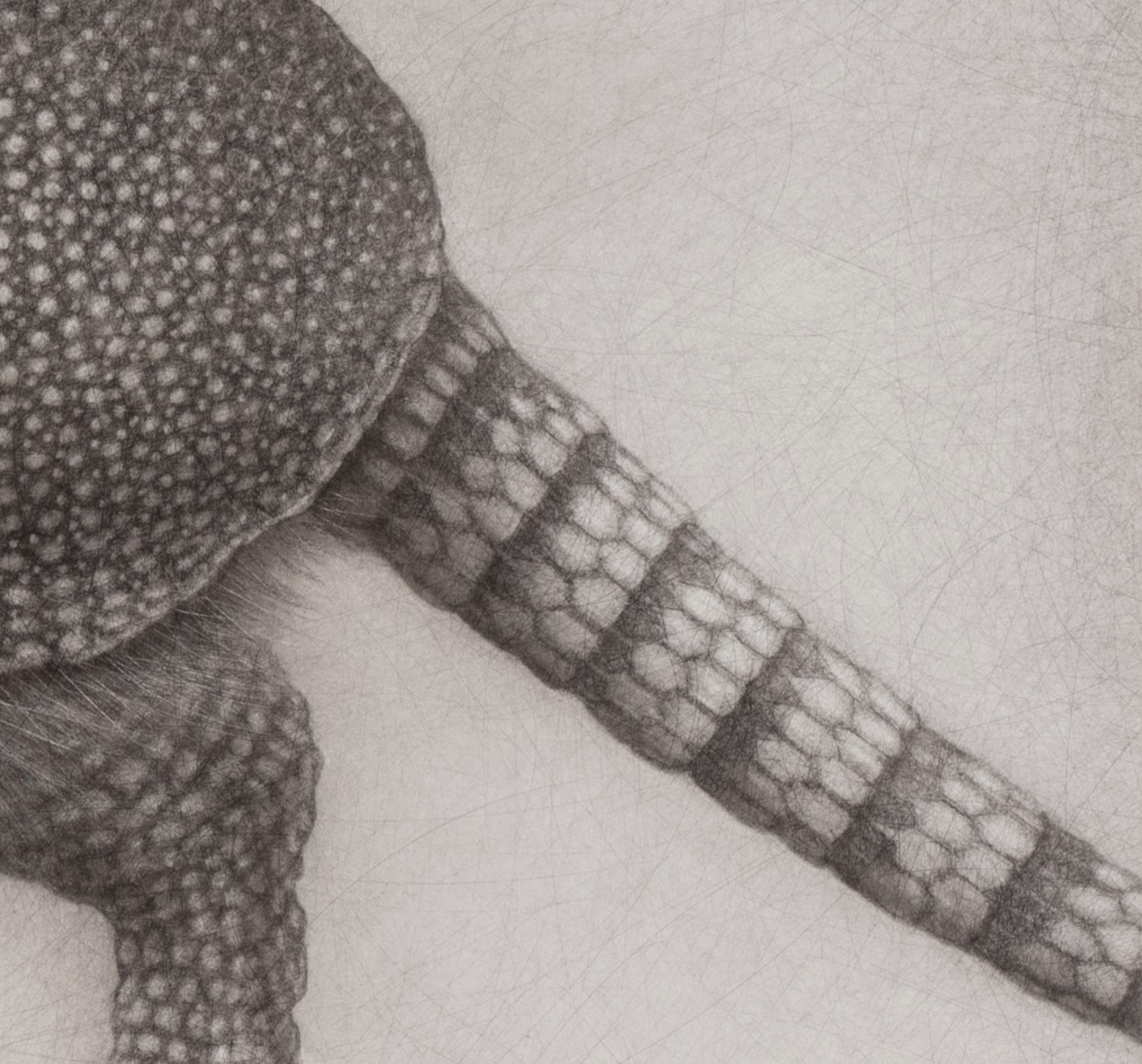 A hyper-realistic pencil drawing of an armadillo in motion.