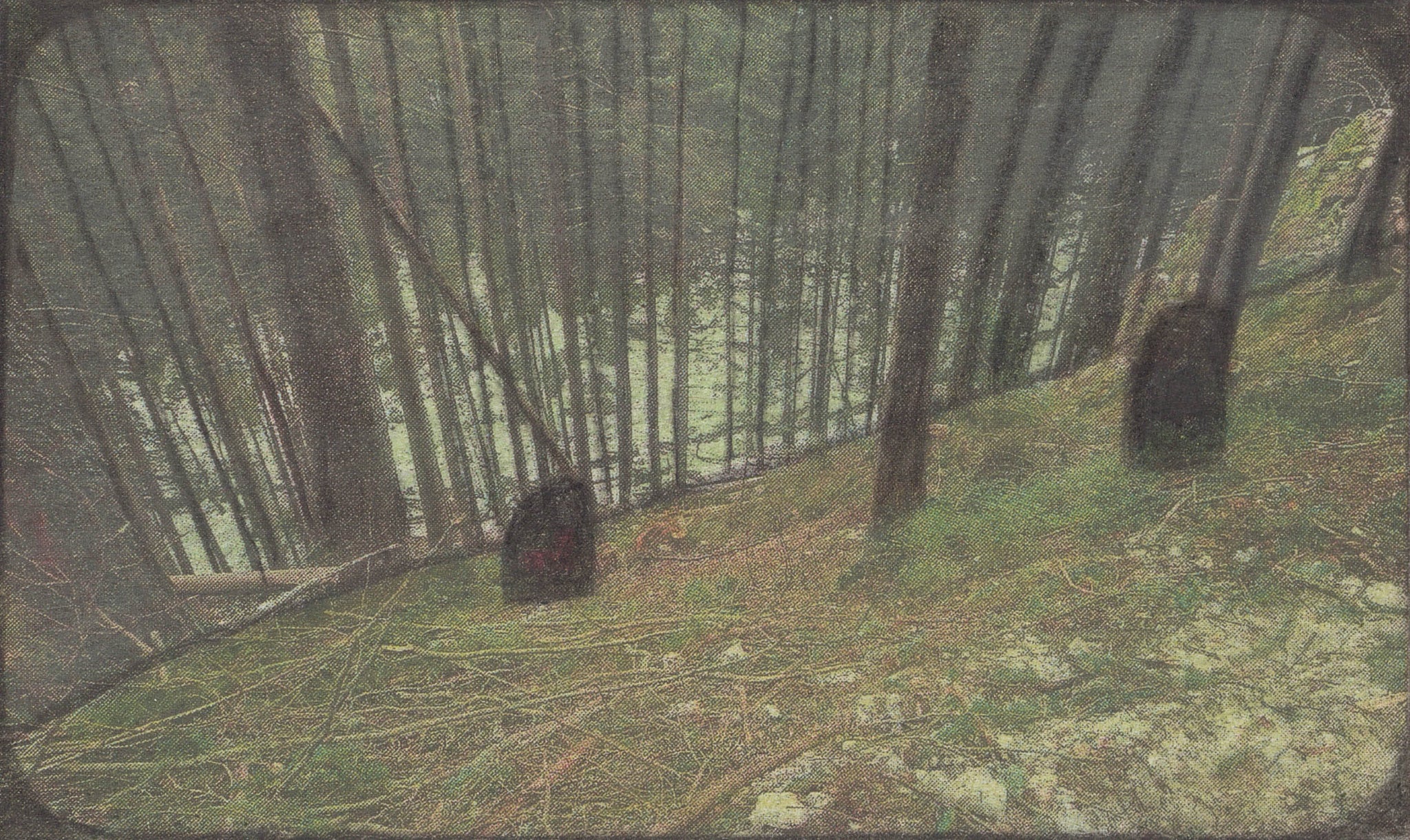 A picture of a forest with trees in the background.