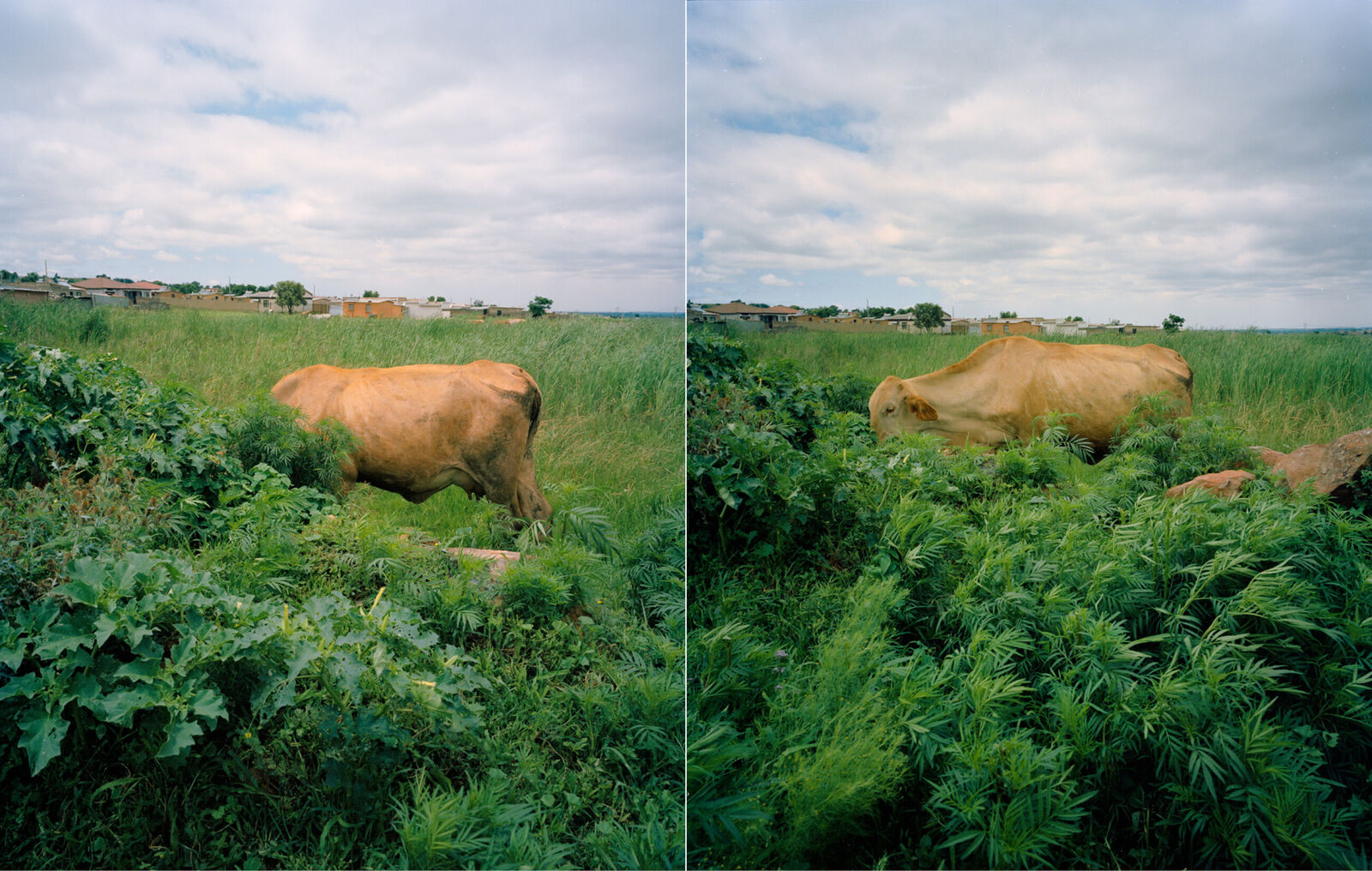 Inkomo zakwa Mamsago I and II by Lindokuhle Sobekwa, 2021