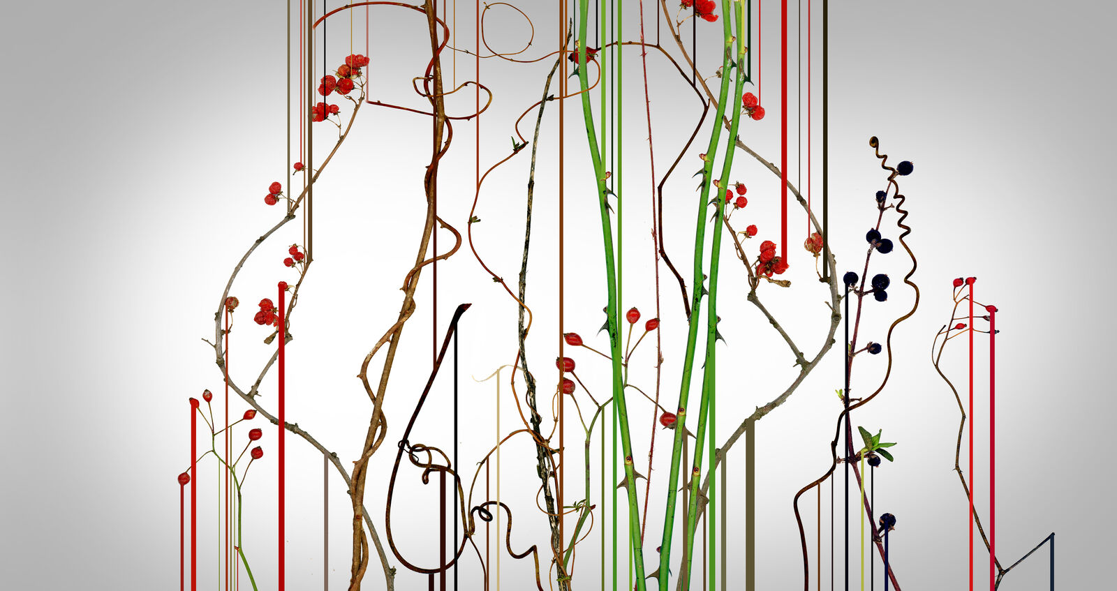 Artwork by Lisa Stefanelli, Forager Series : 18042, 1/2017, Made of Digital aided material printed on aluminum with floating mount 