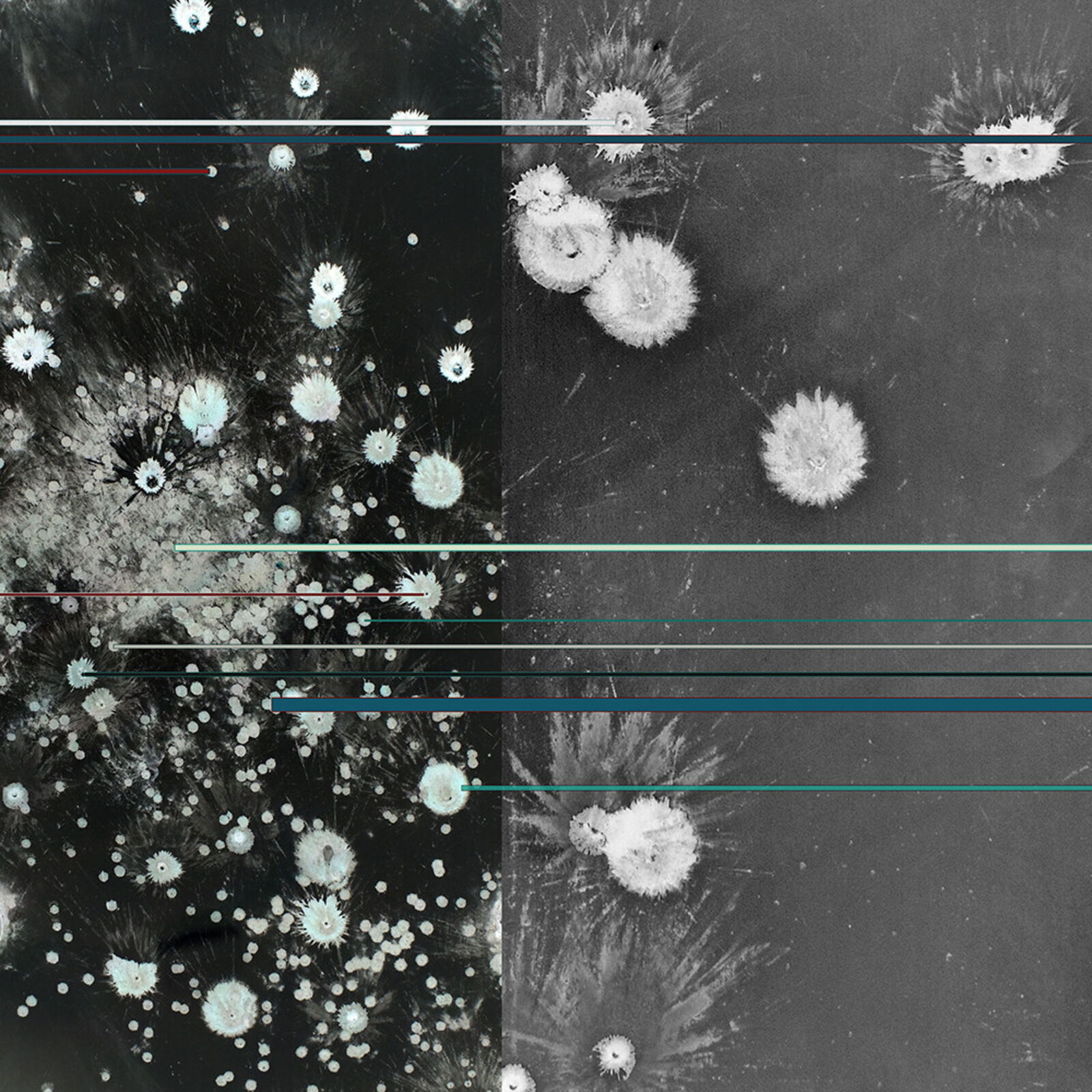 A split-panel composition contrasting a dense, colorful fungal culture with a stark black-and-white version, overlaid with horizontal colored lines.