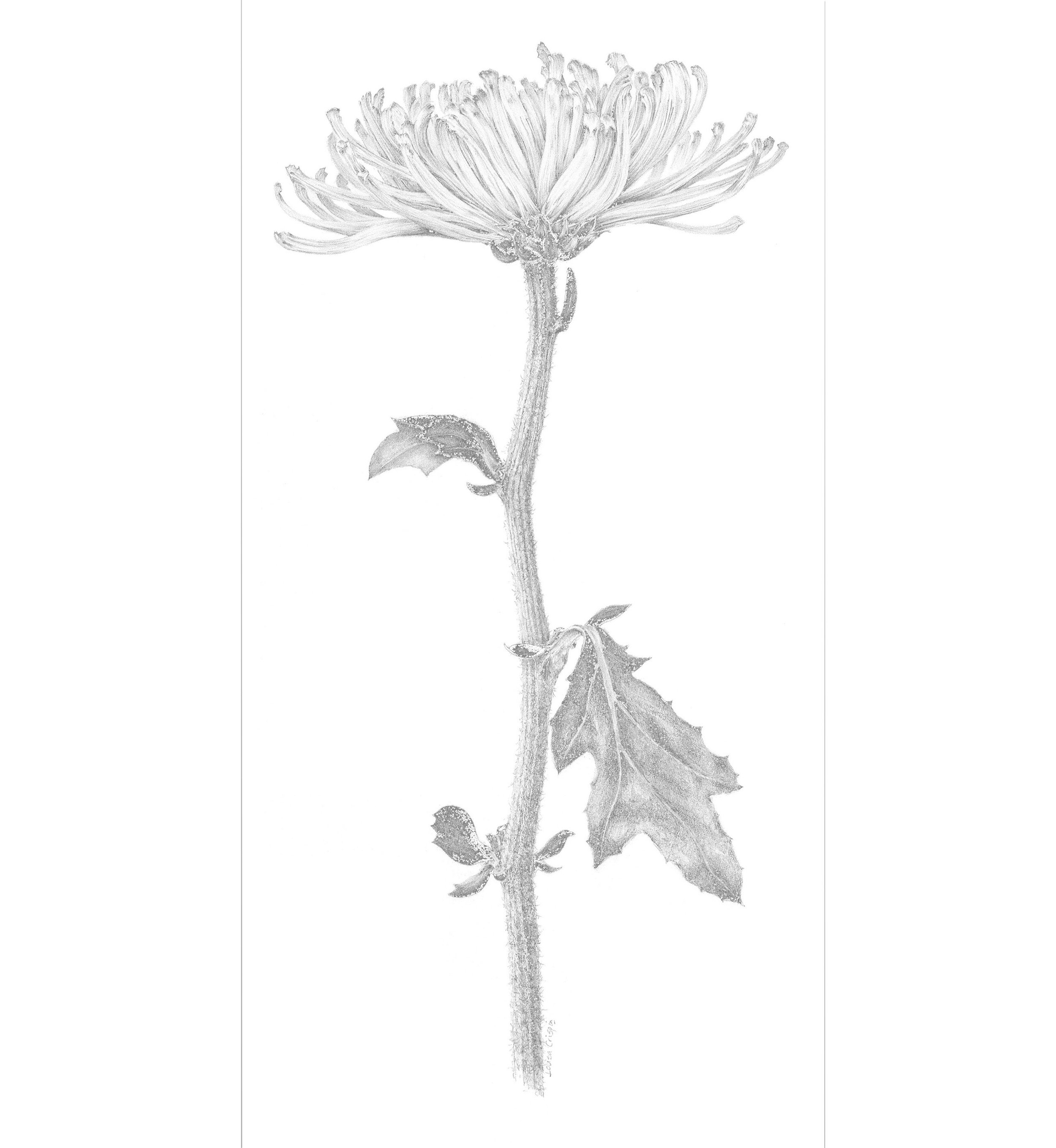 Chrysanthemum by Louisa Crispin, null