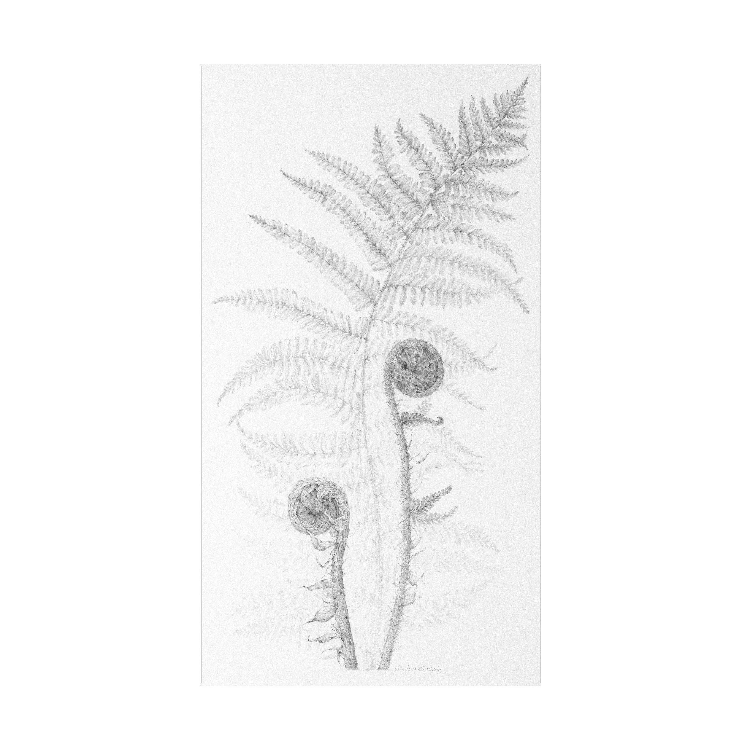 Fern IV by Louisa Crispin, null
