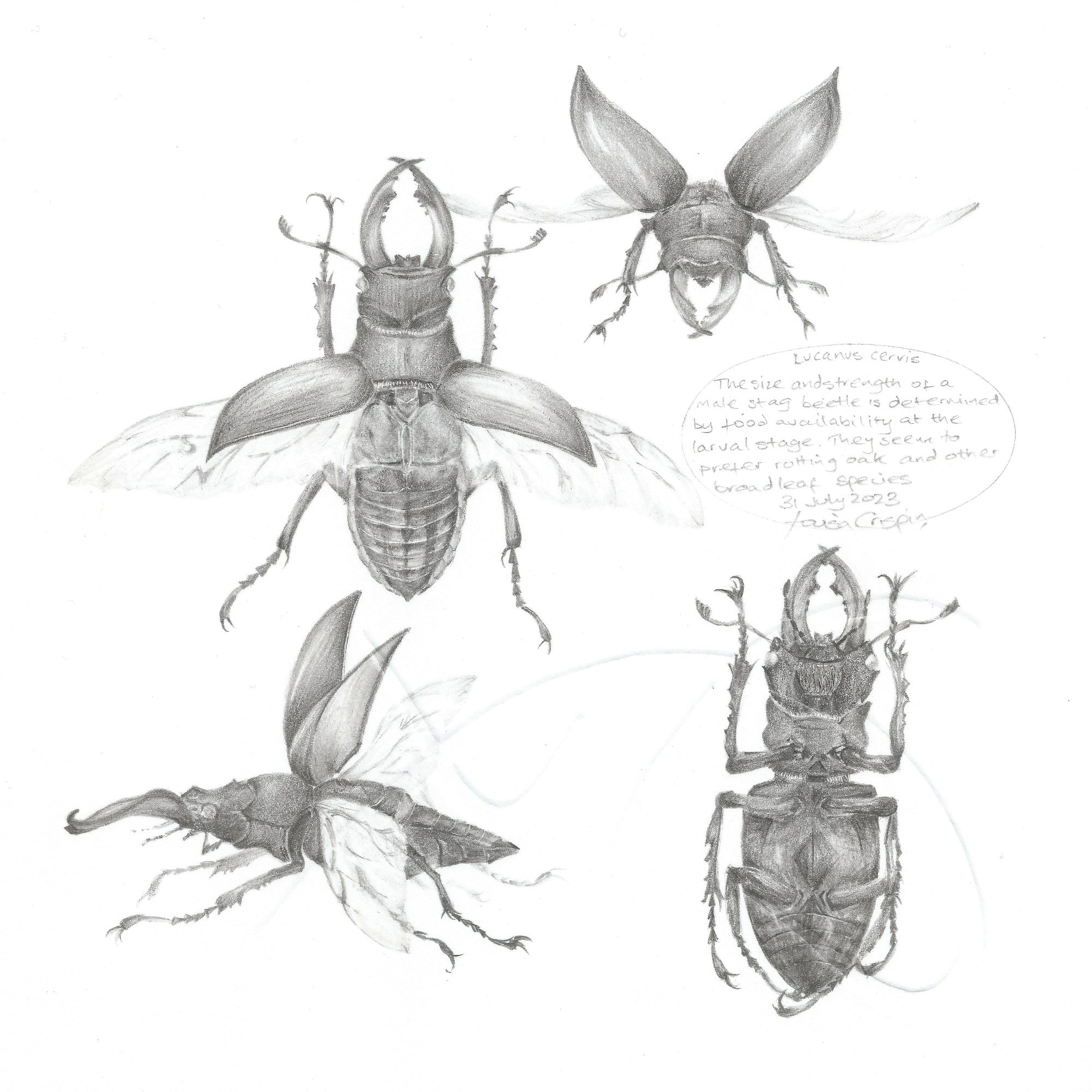 Study of a Beetle 003, Stag Beetle by Louisa Crispin, null