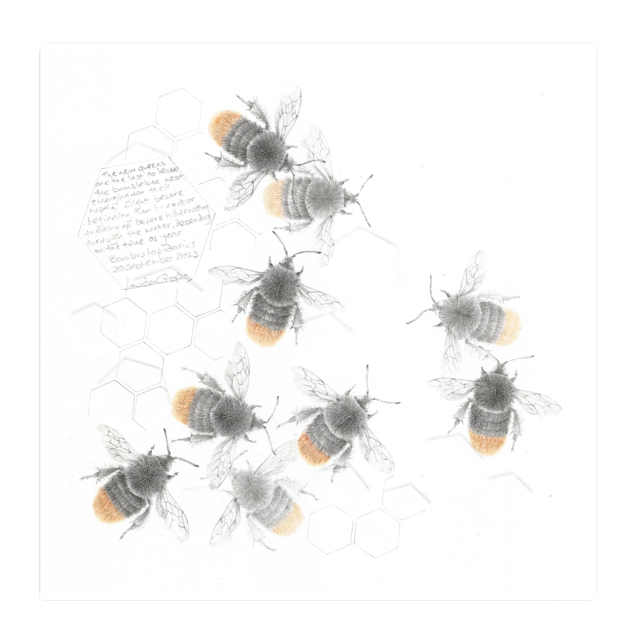 Study of a BumbleBee 036 by Louisa Crispin, null
