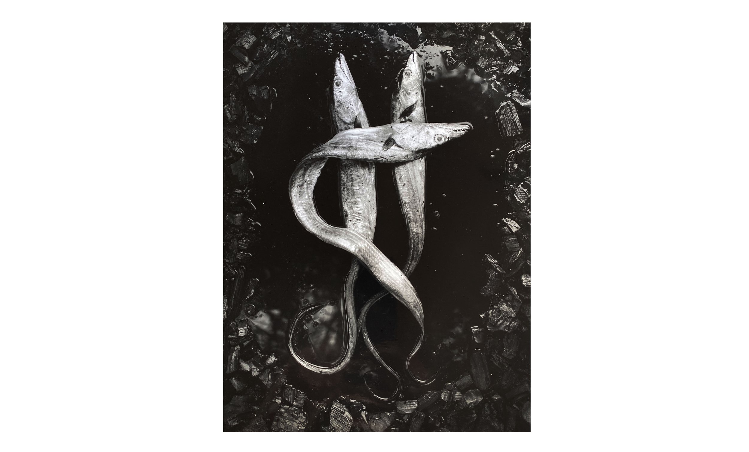Eels by Luke Foreman, null