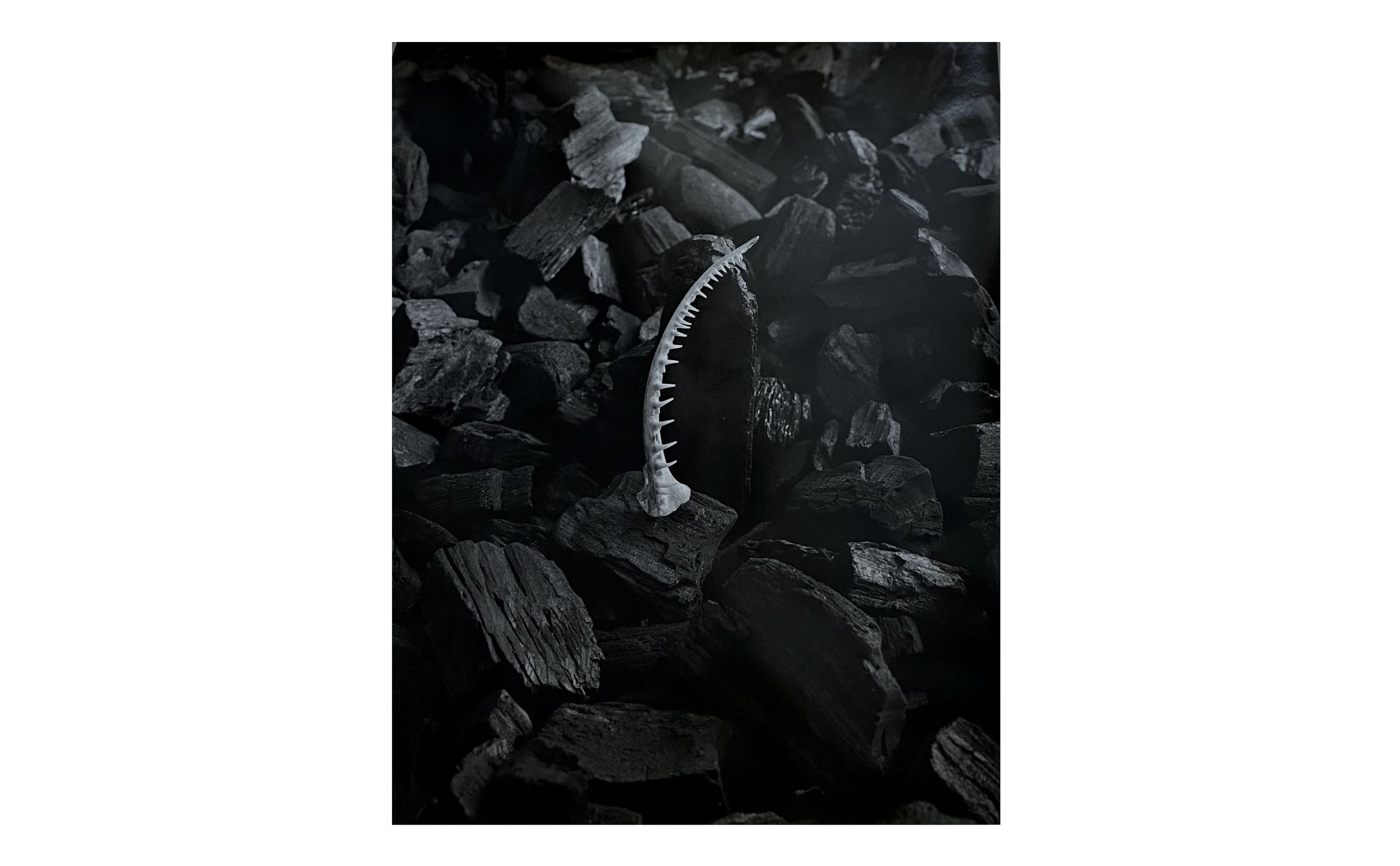 Fish Jaw Bone by Luke Foreman, null