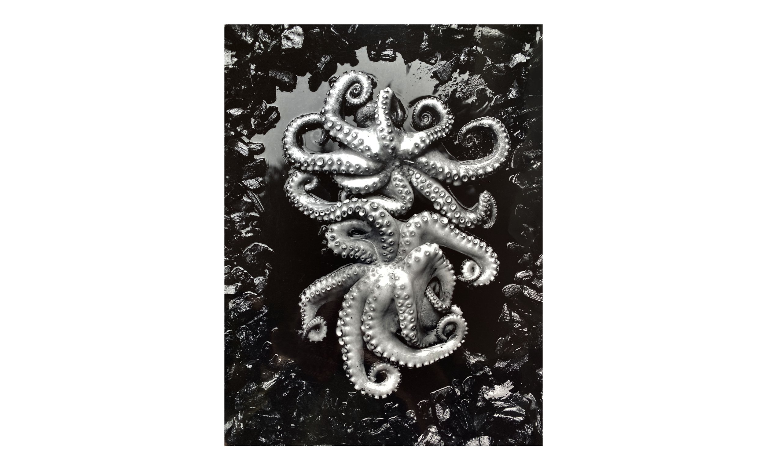 Octopuses by Luke Foreman, null