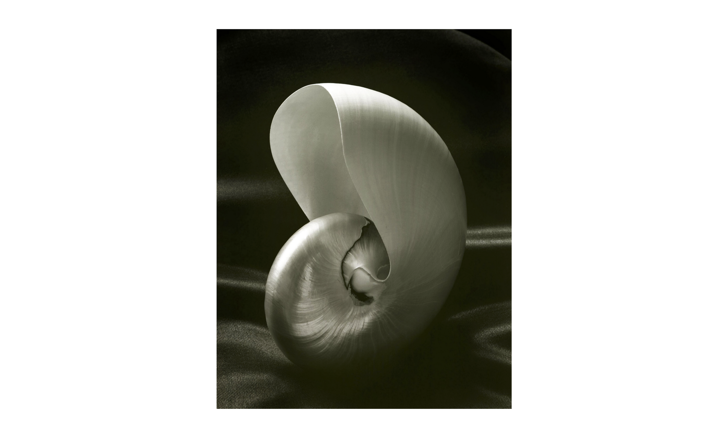 Shell 1 by Luke Foreman, null