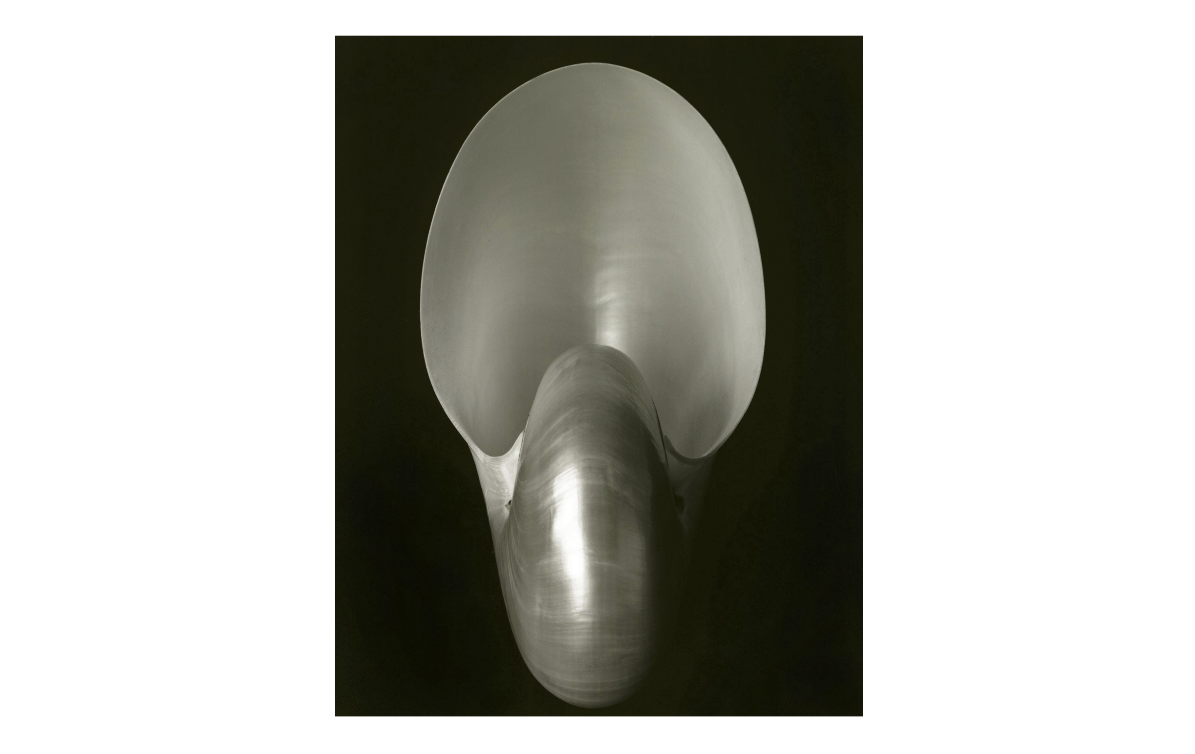 Shell 2 by Luke Foreman, null