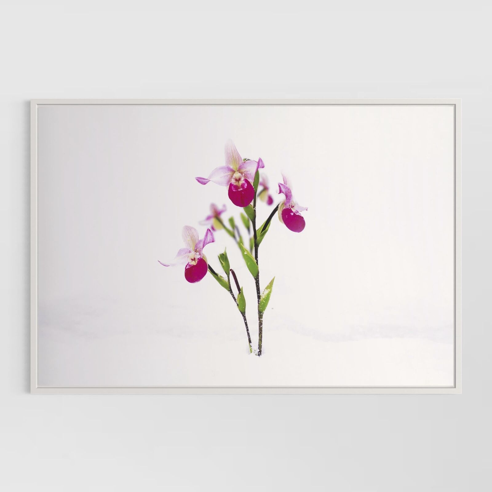 Winter Garden (Portfolio of 8)